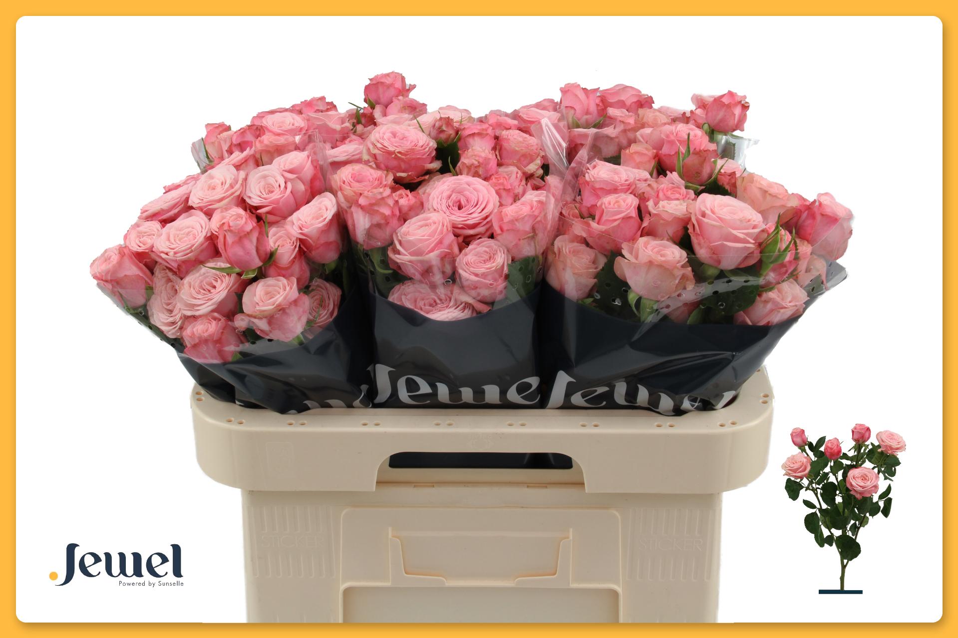 Rosa Spr Birds Nest+ 60cm