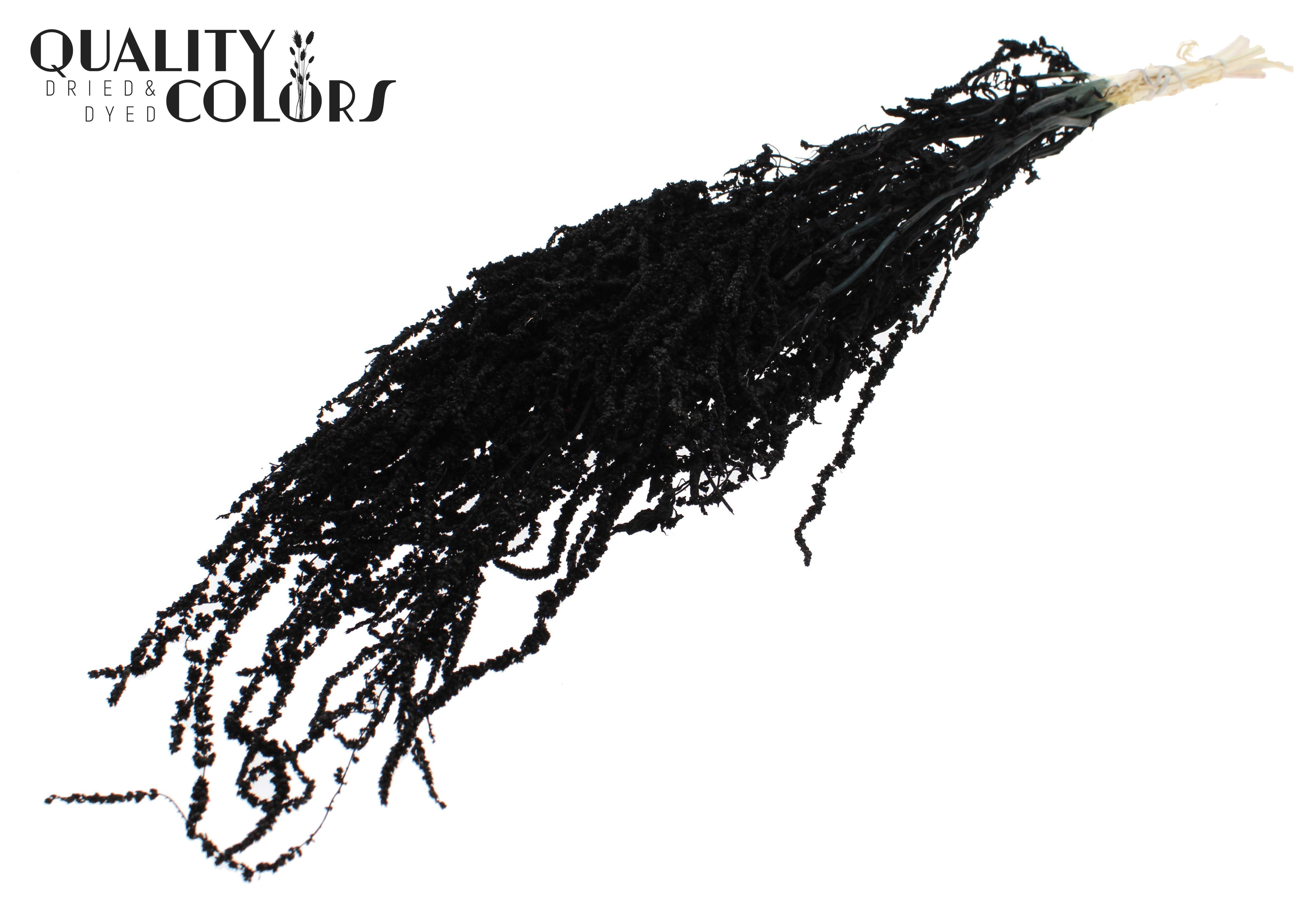Amaranthus Caudatus Intense Black Per Bunch 80cm