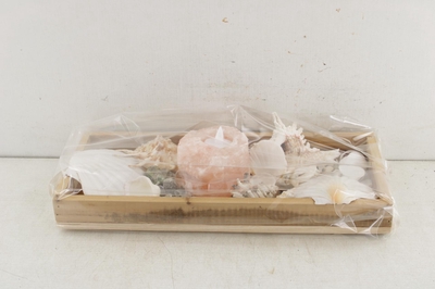 Arr3 Ad Shell Tray Nautila