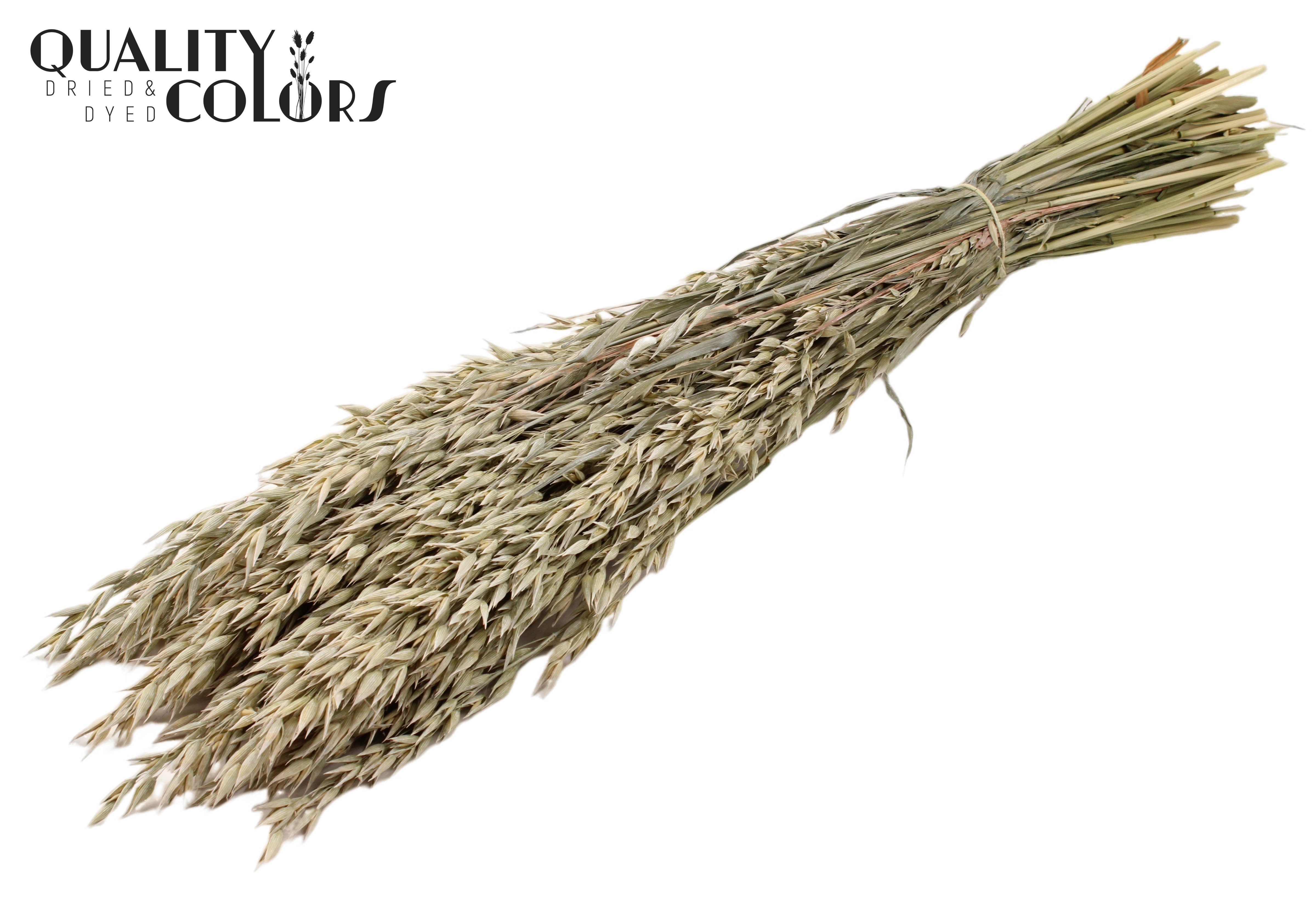 Avena Frosted White Per Bunch 60cm