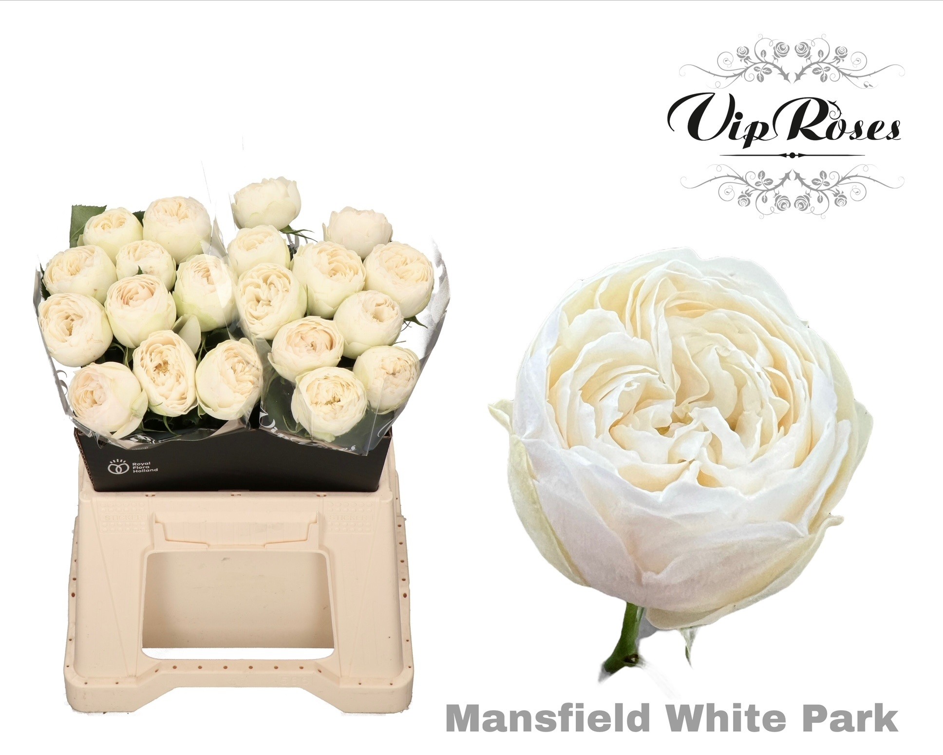 Rosa Mansfield White Park 40cm