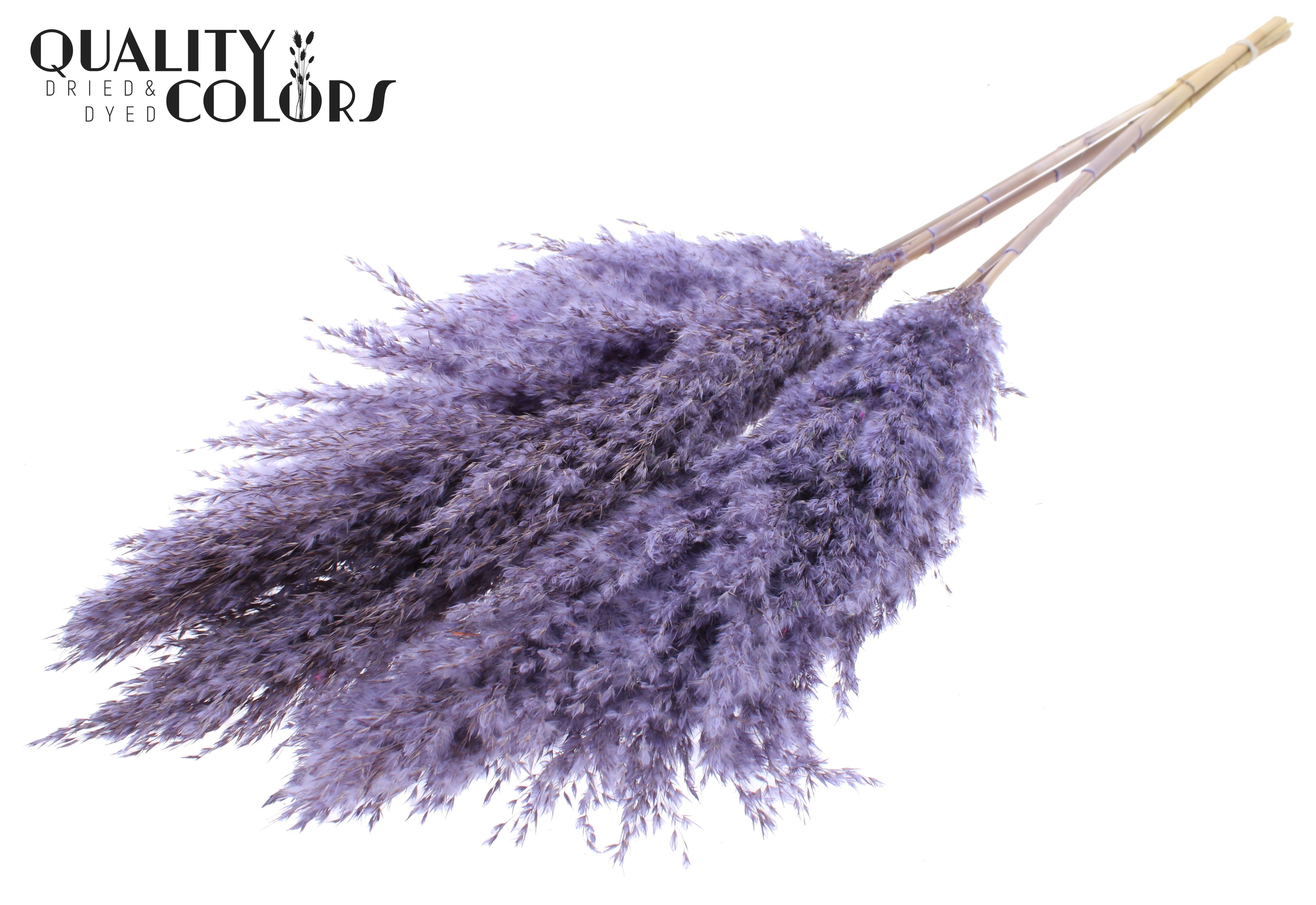 Pampas Grass Frosted Milka Per Bunch 100cm