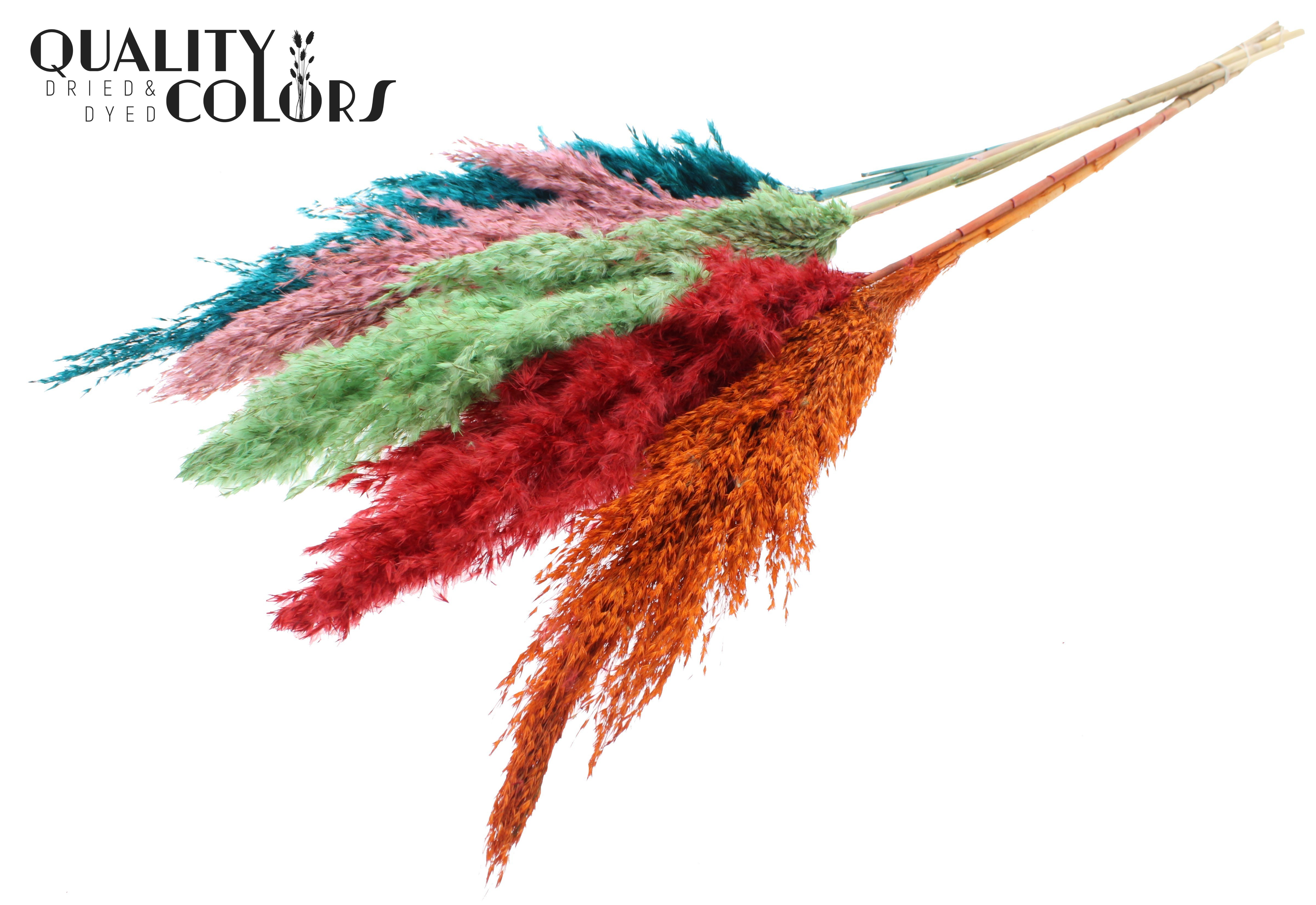 Pampas Grass Summer Sorbet Per Bunch 100cm