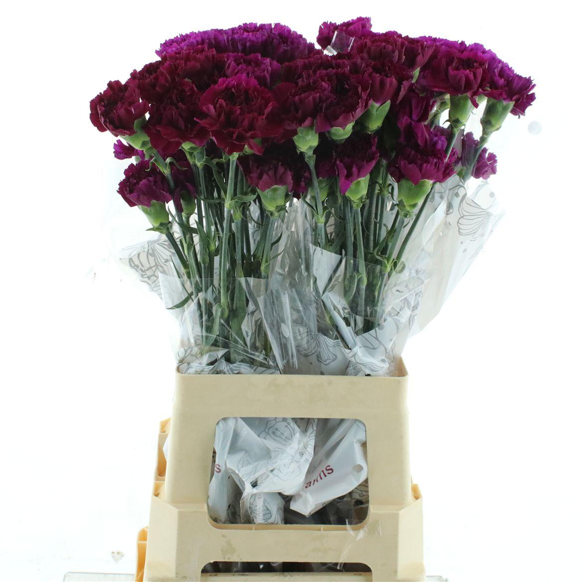 Di St Col Yukari Violet / Purple