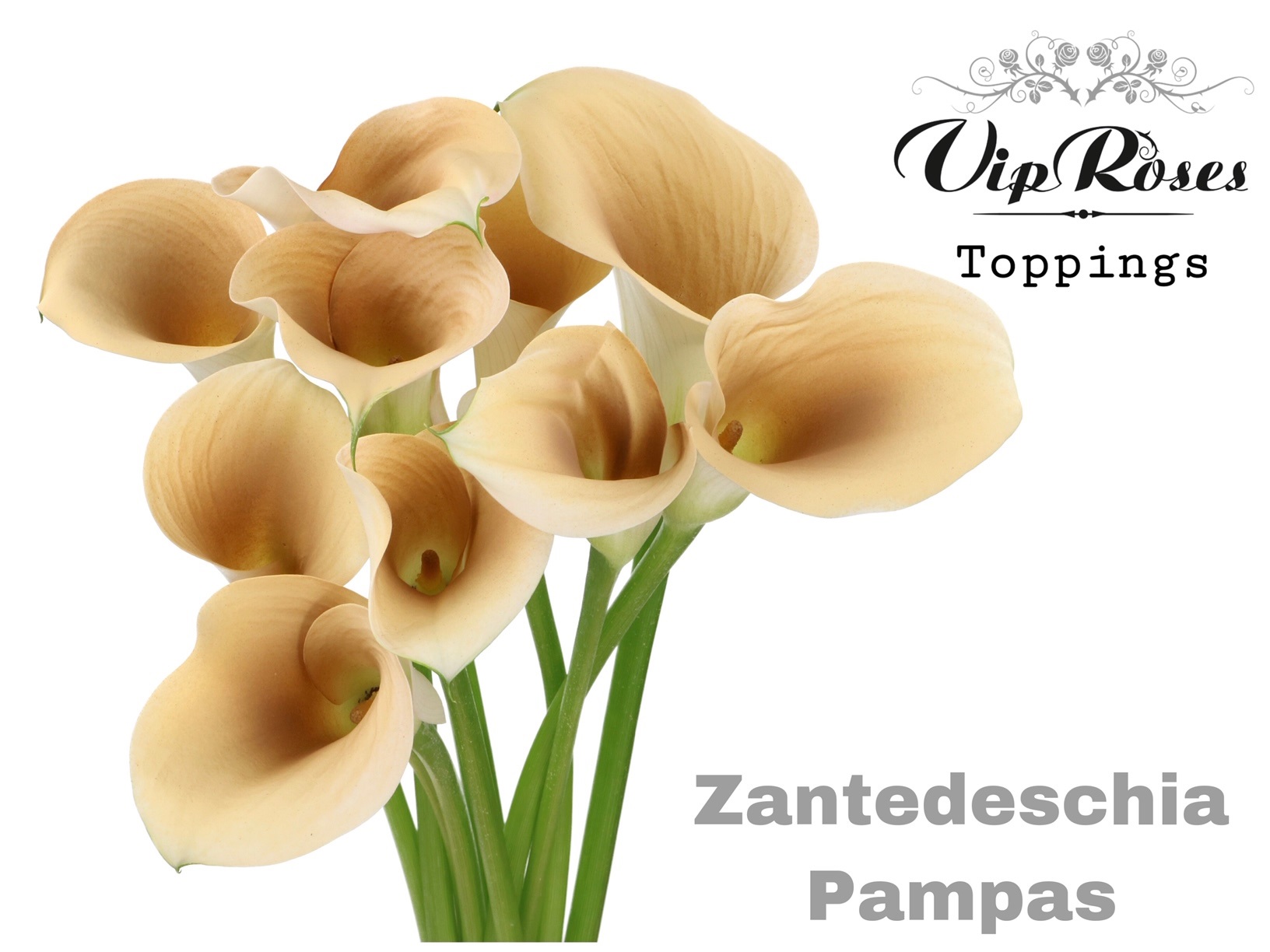 Zant Pampas