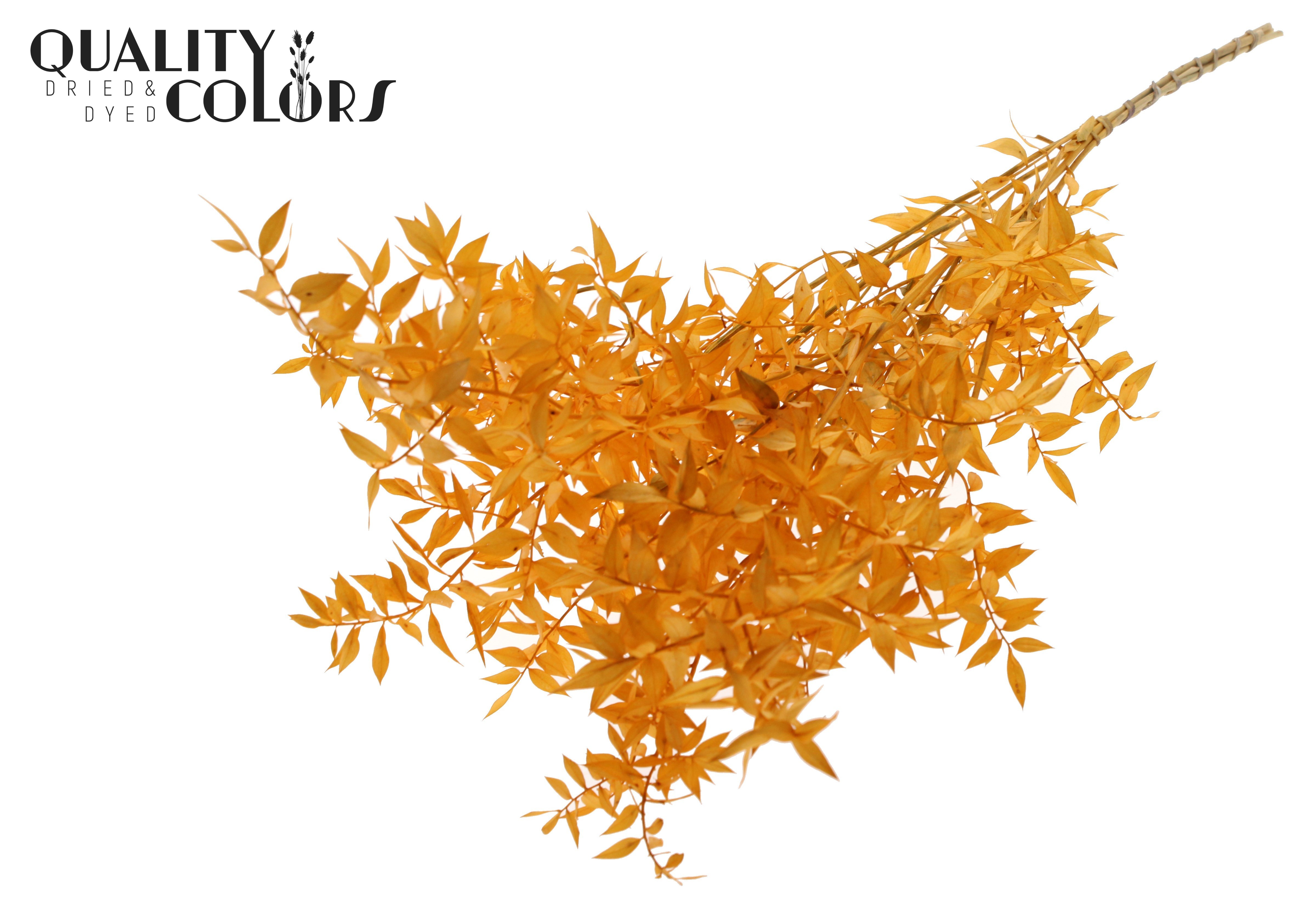 Ruscus Aculeatus Preserved Apricot Per Bunch 70cm 1st