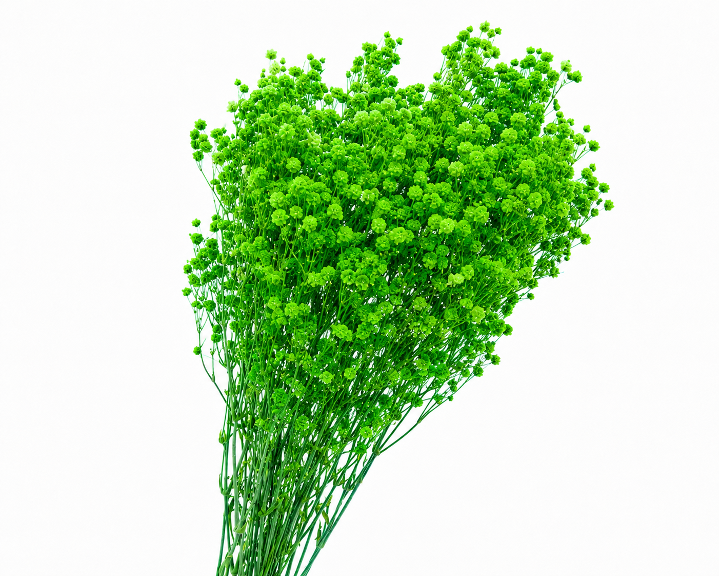 Dried Bleached Gypso Xlence Green