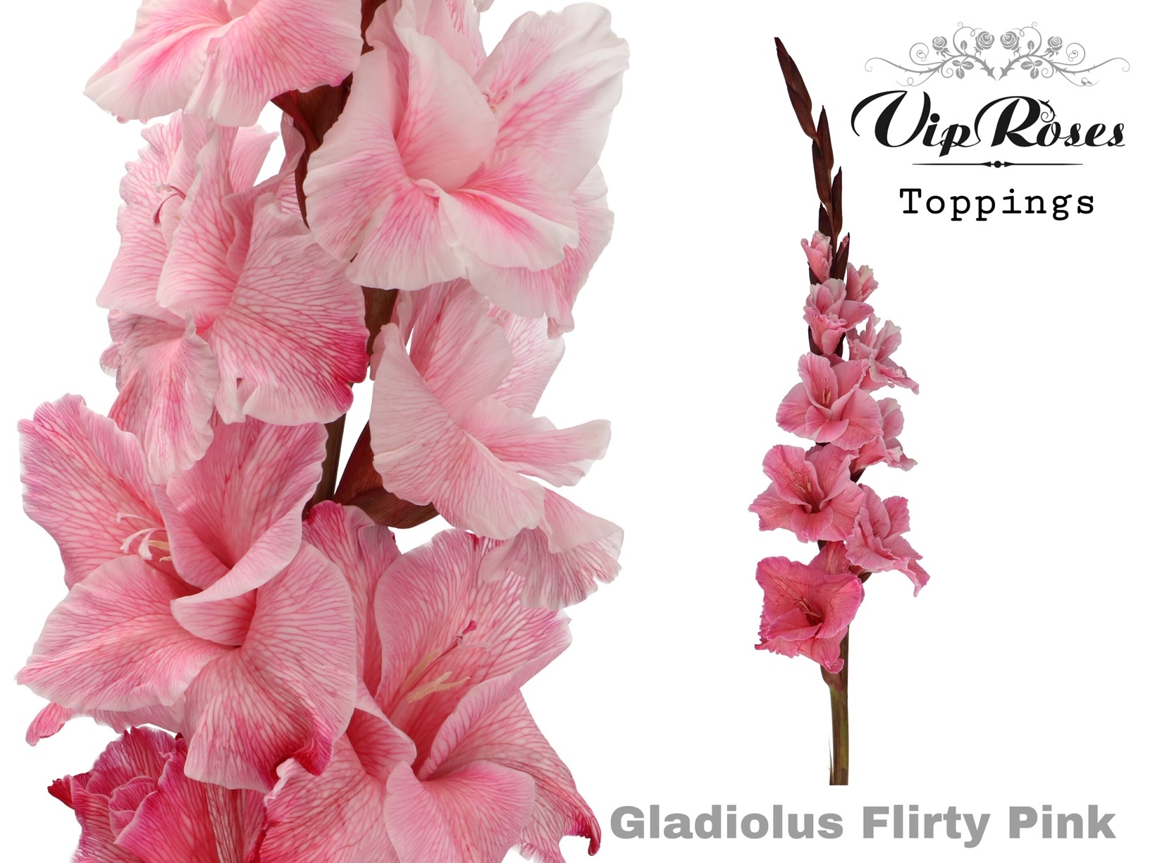 Glad Gr Flirty Pink