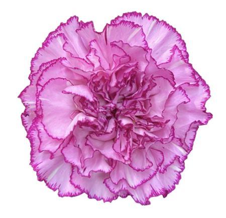 Di St Boheme 55