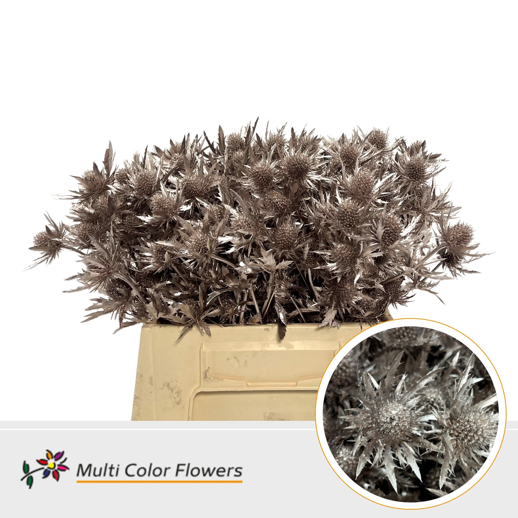 Eryngium Champagne