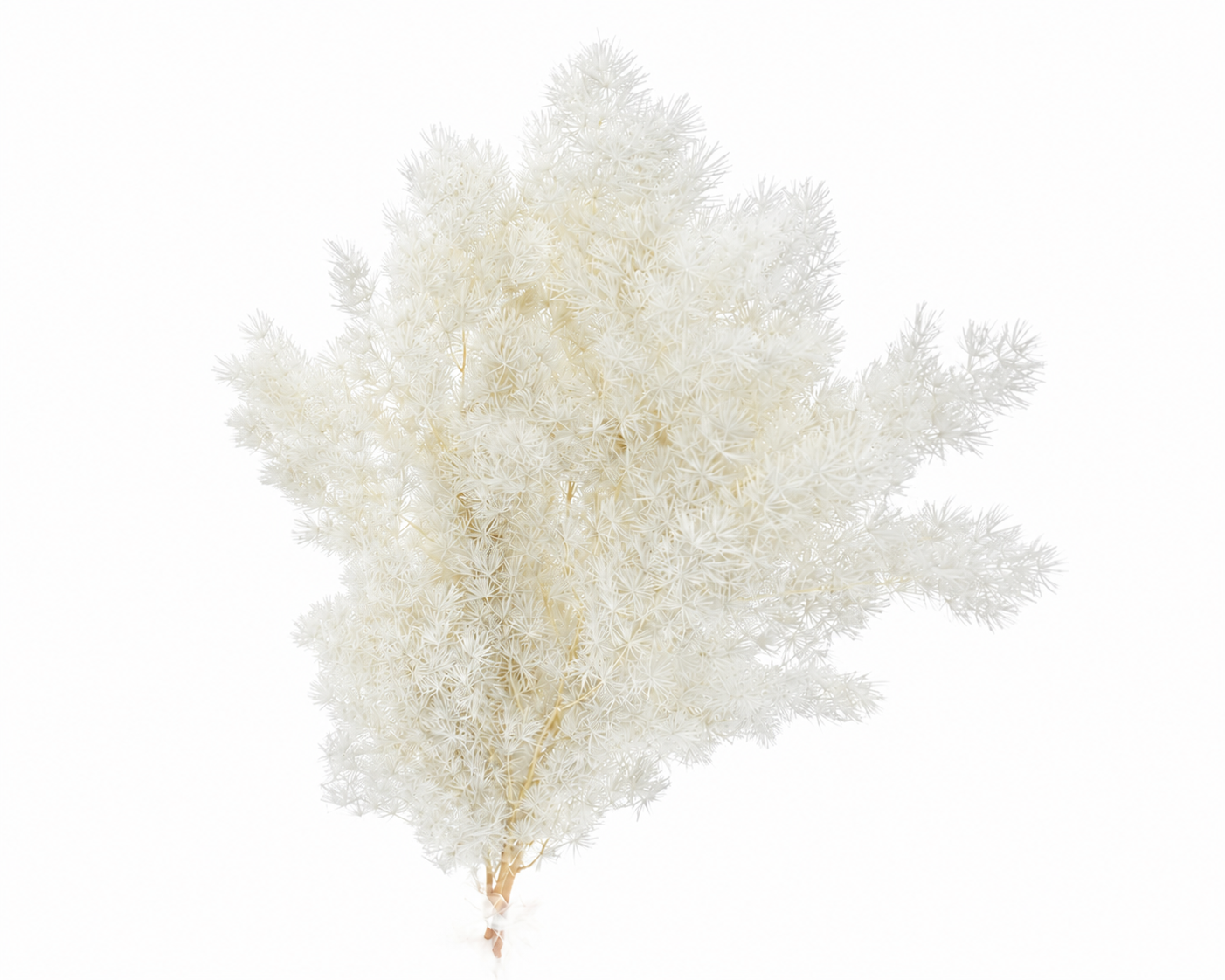 Dried Bleached Asparagus Retrofractus