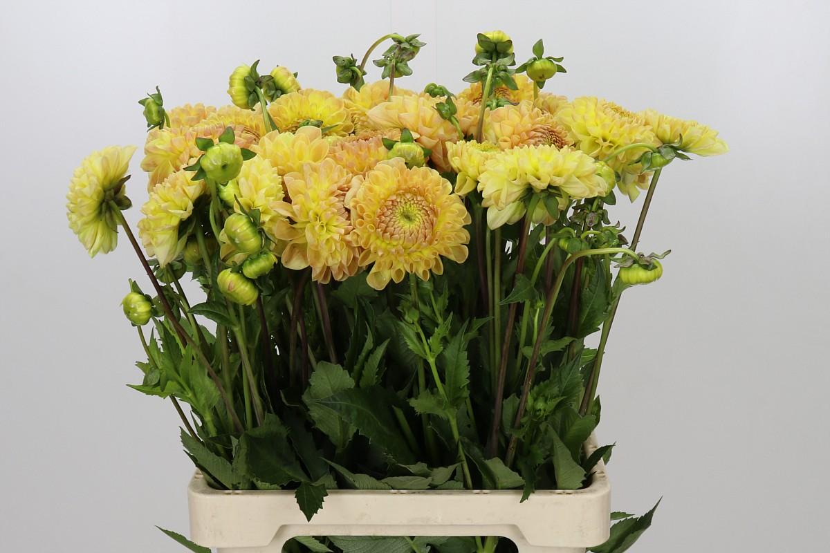 Dahlia Jowey Goldy