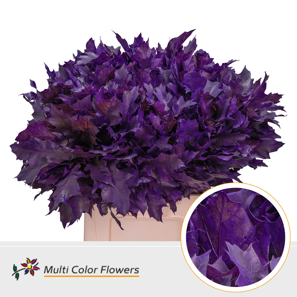 Quercus Rubra Painted Frost Dark Lilac 60cm