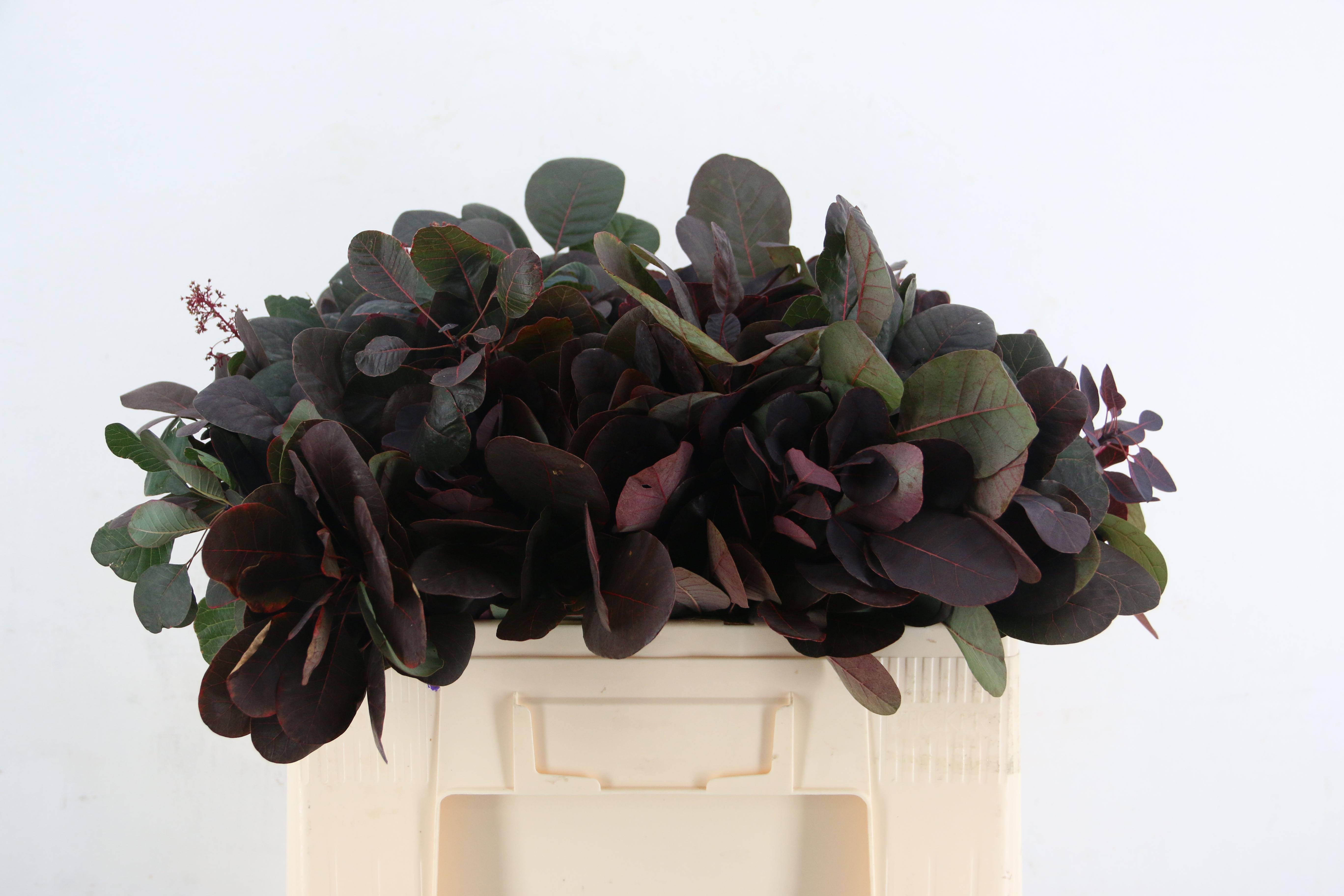 Cotinus Coggygria Royal Purple 55cm