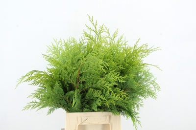 Coniferen snijgroen CONIFEER YELLOW PER BUNCH | OZ Planten