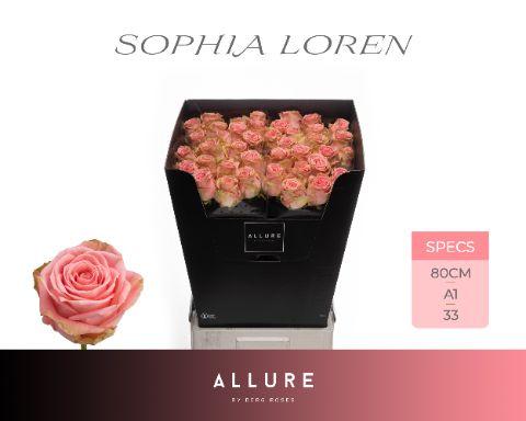 Rosa Sophia Loren 80cm