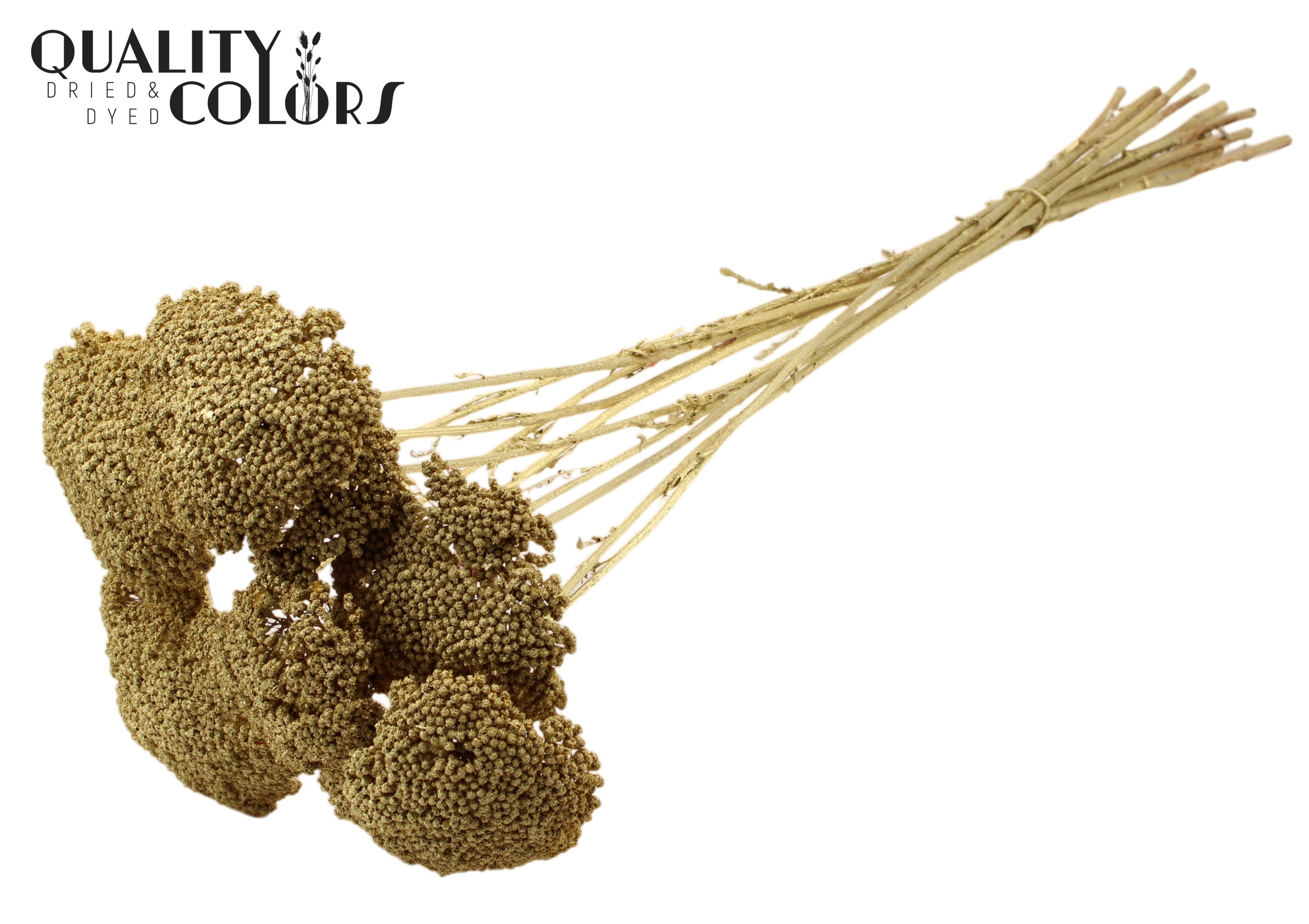 Achillea Gold 60cm