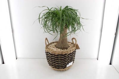 Arr3 Sn Strepen Mand Beaucarnea