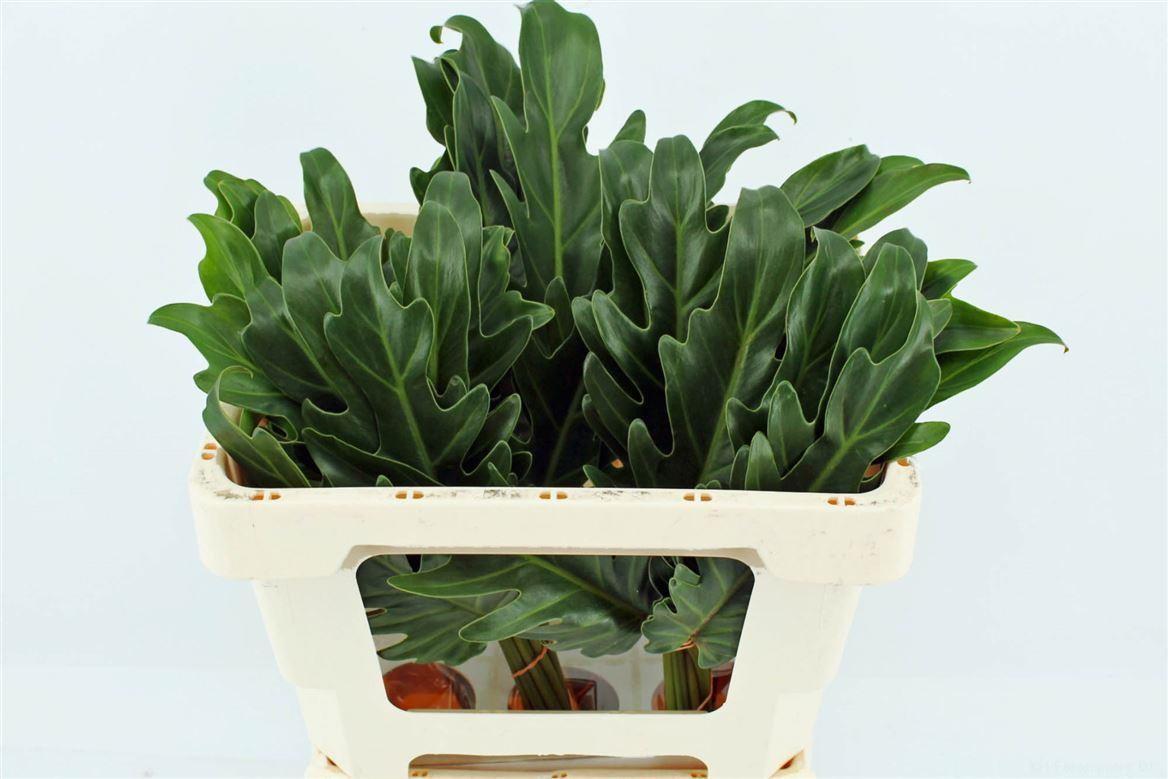 Philodendron Xanadu