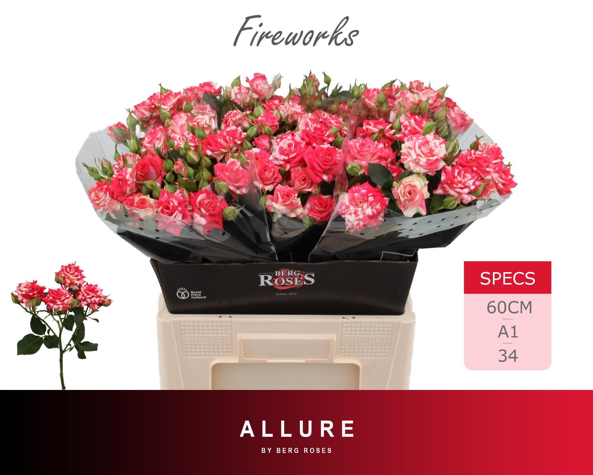 Rosa Spr Fireworks 60cm