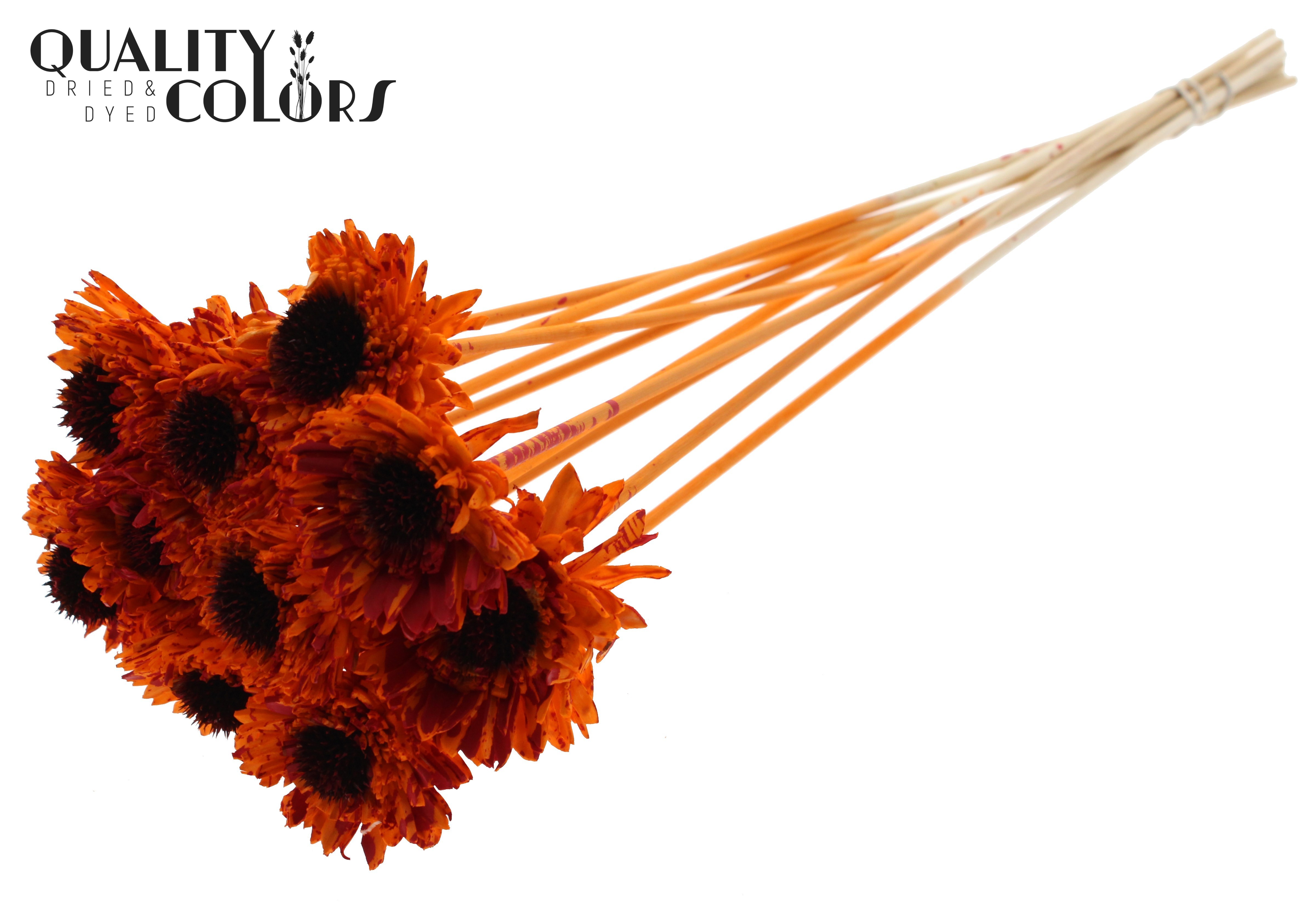 Shola Daisy Sunflower Splashed Orange Red 50cm