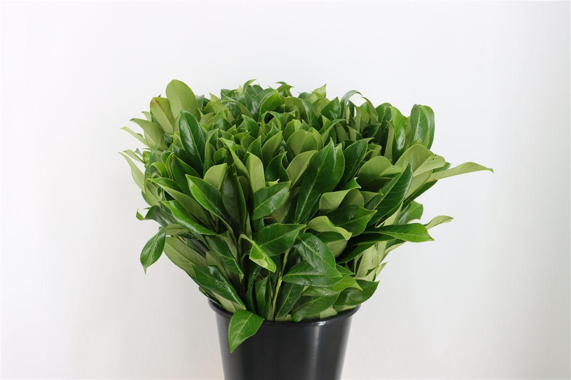 Laurier 55 Cm Per Stem