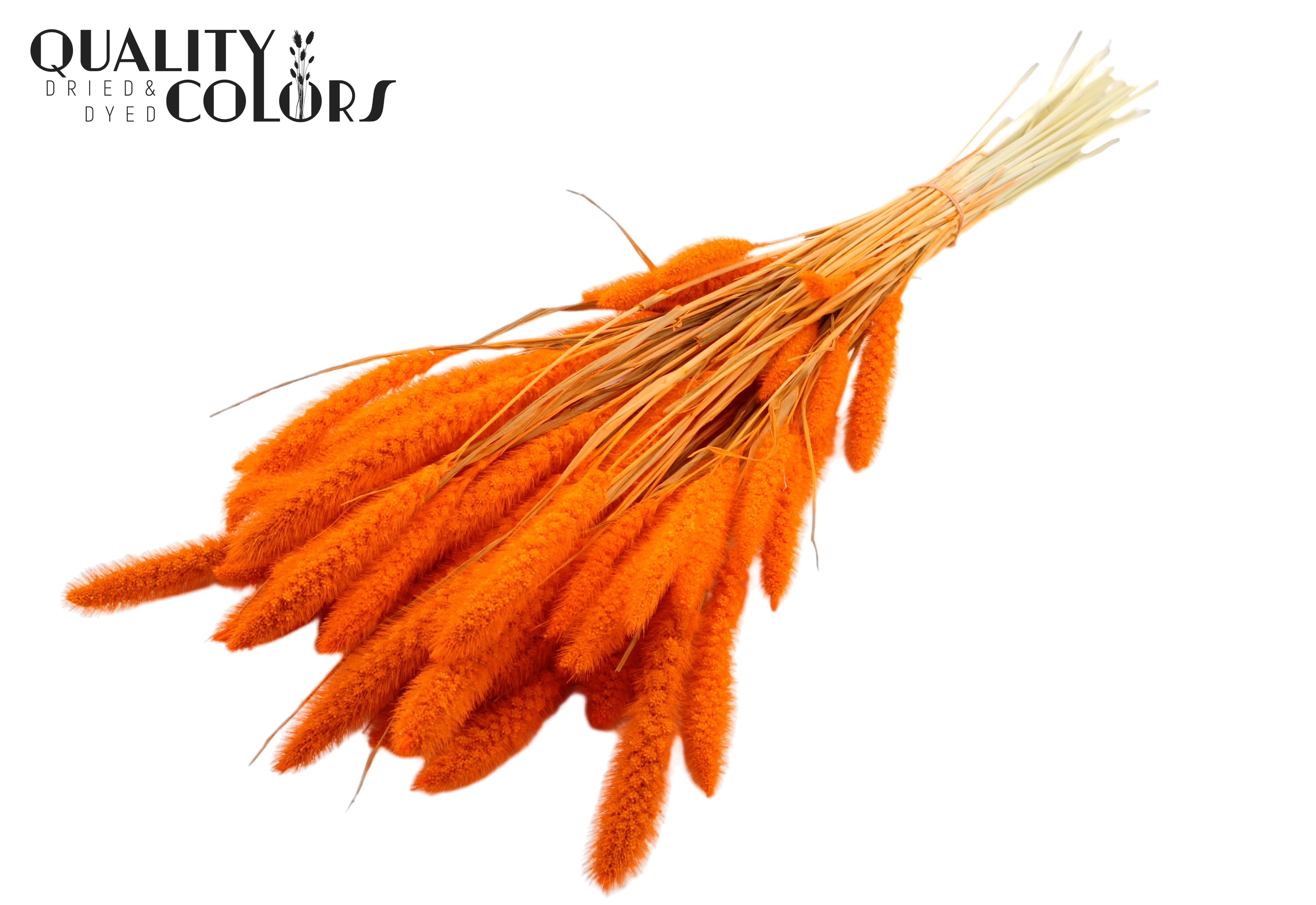 Setaria Intense Orange Per Bunch 70cm
