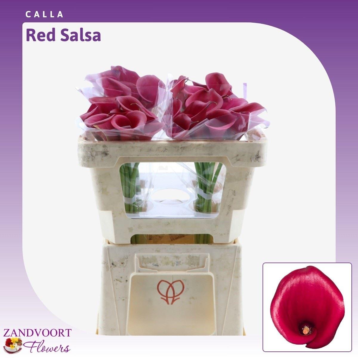 Calla Red Salsa