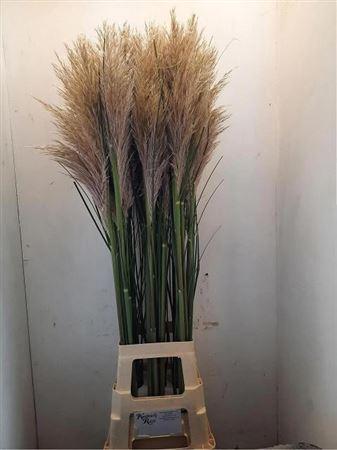 Corta Selloana 120 Cm
