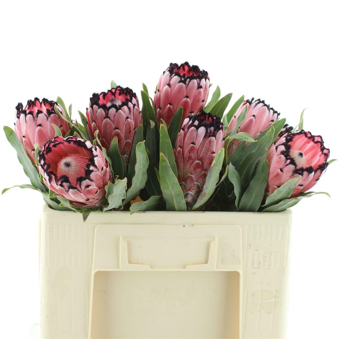 Protea Cy Red Magic