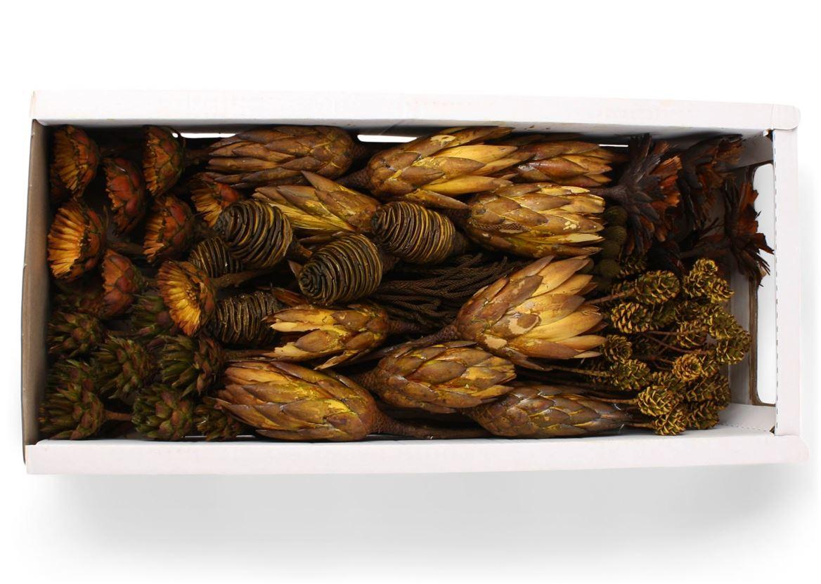 Exotic Assorti Antique Moss ( 70 St )