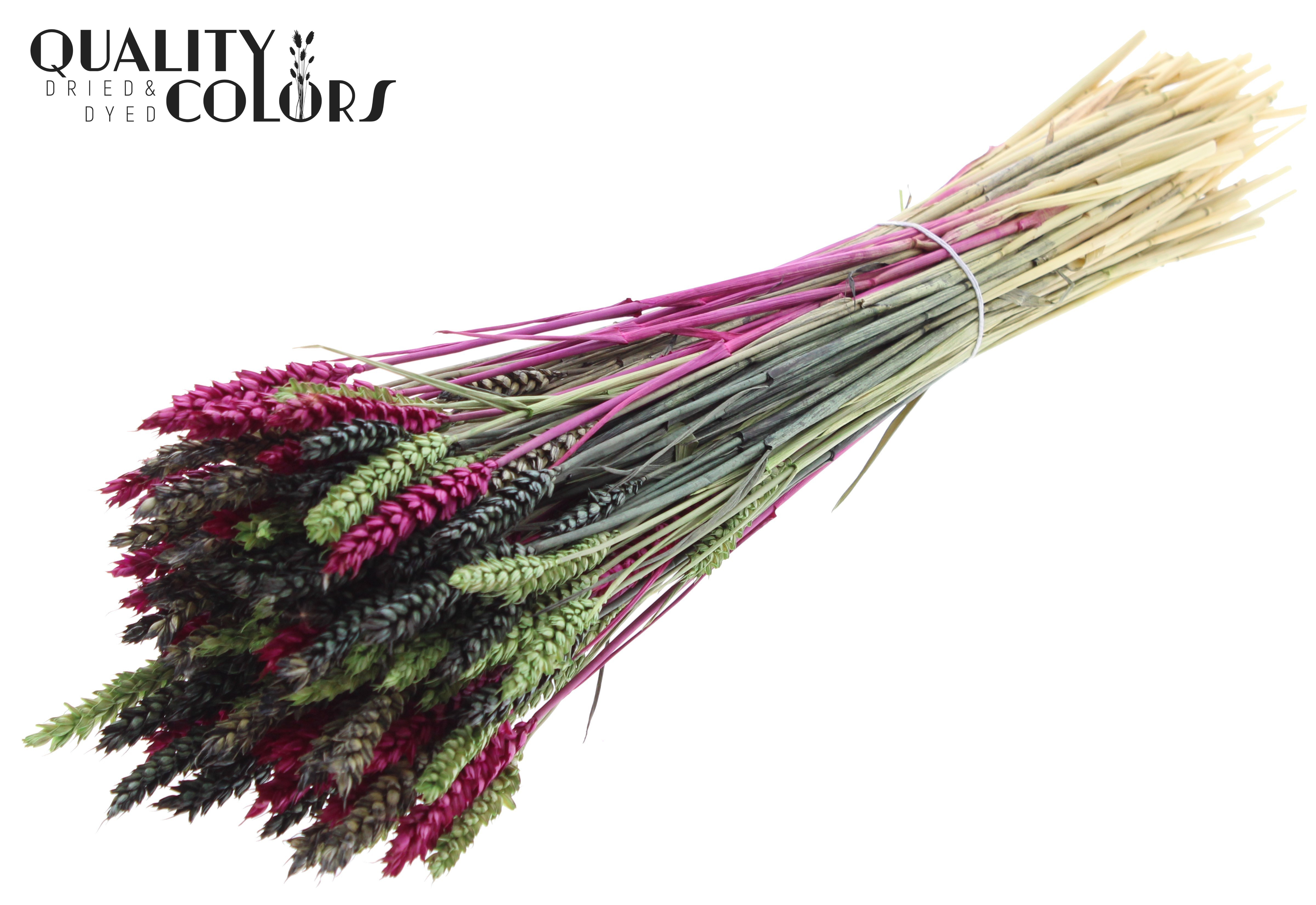 Triticum Colourful 8 Per Bunch 60cm