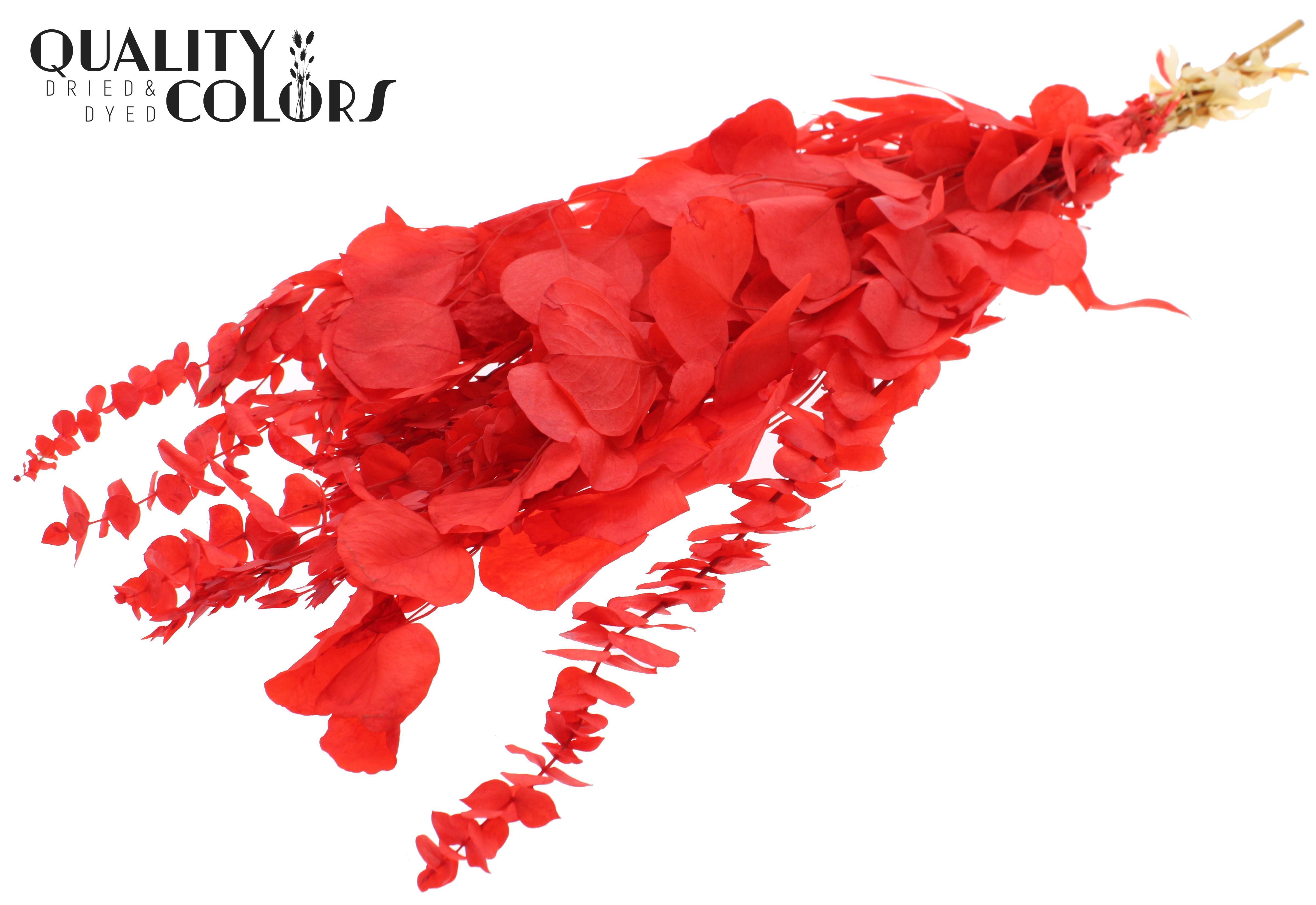 Eucalyptus Red Mix Per Bunch 65cm 150gr.
