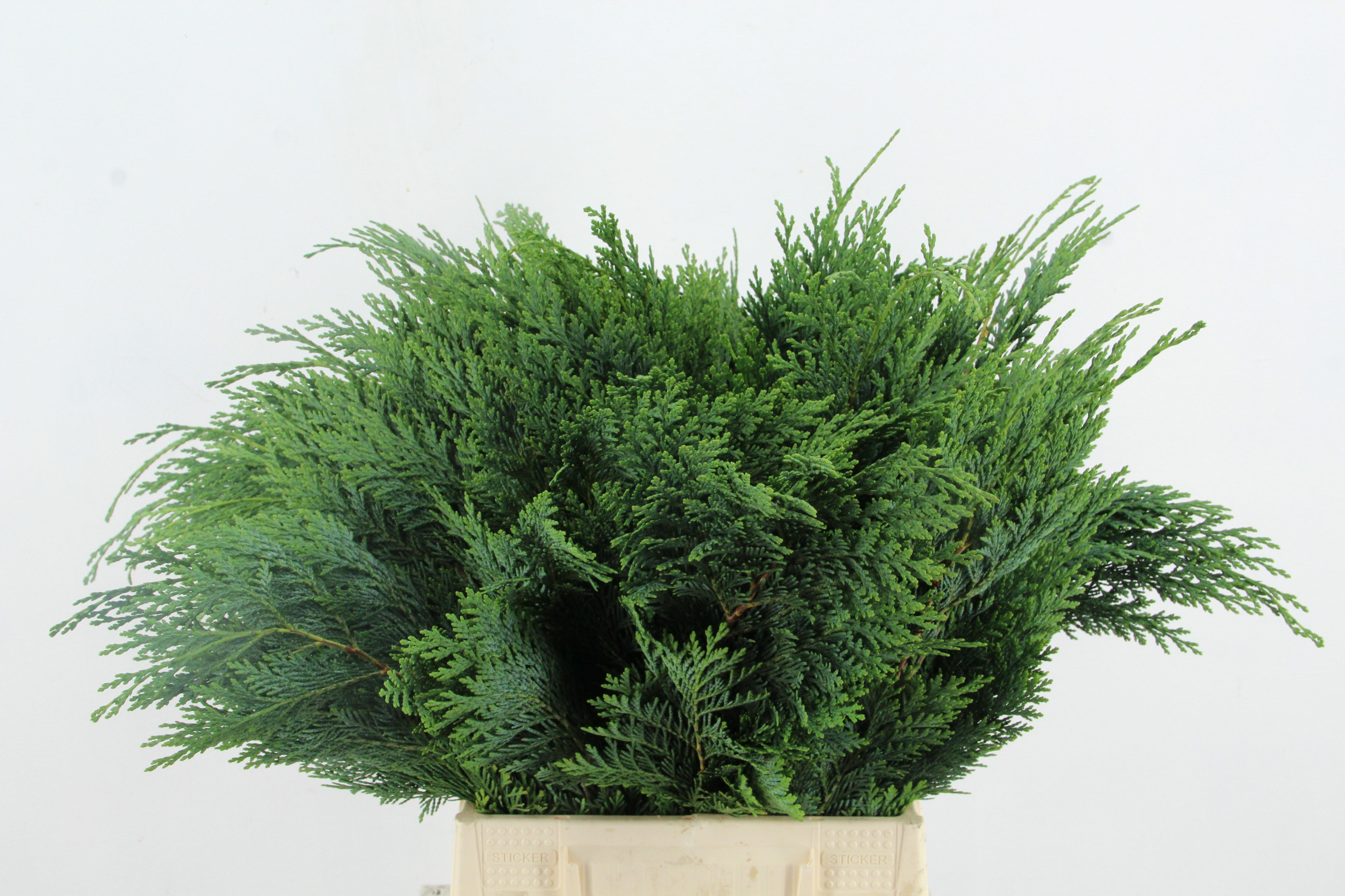 Coniferen Green Per Bunch 45cm