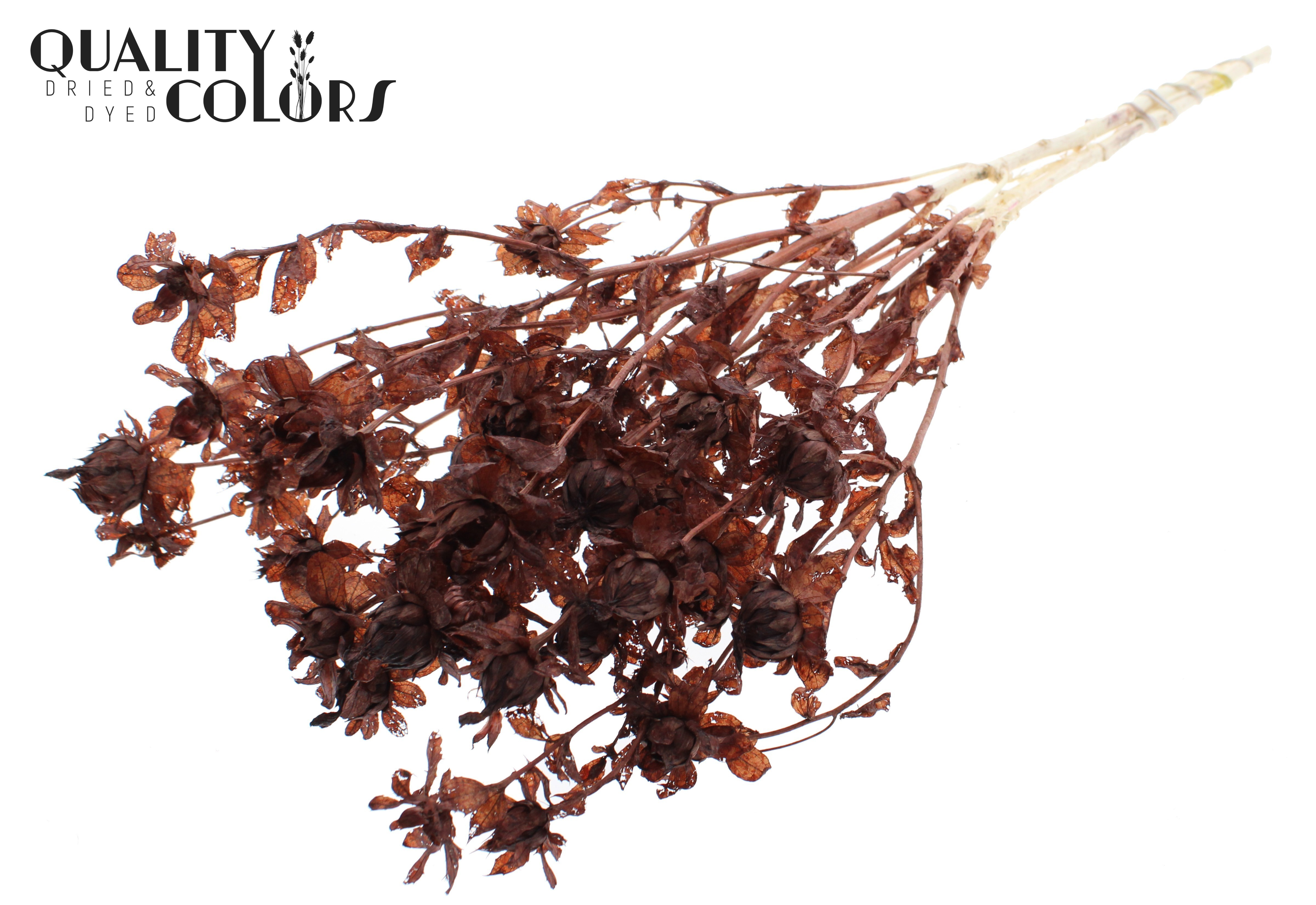 Carthamus Intense Brown Per Bunch 70cm