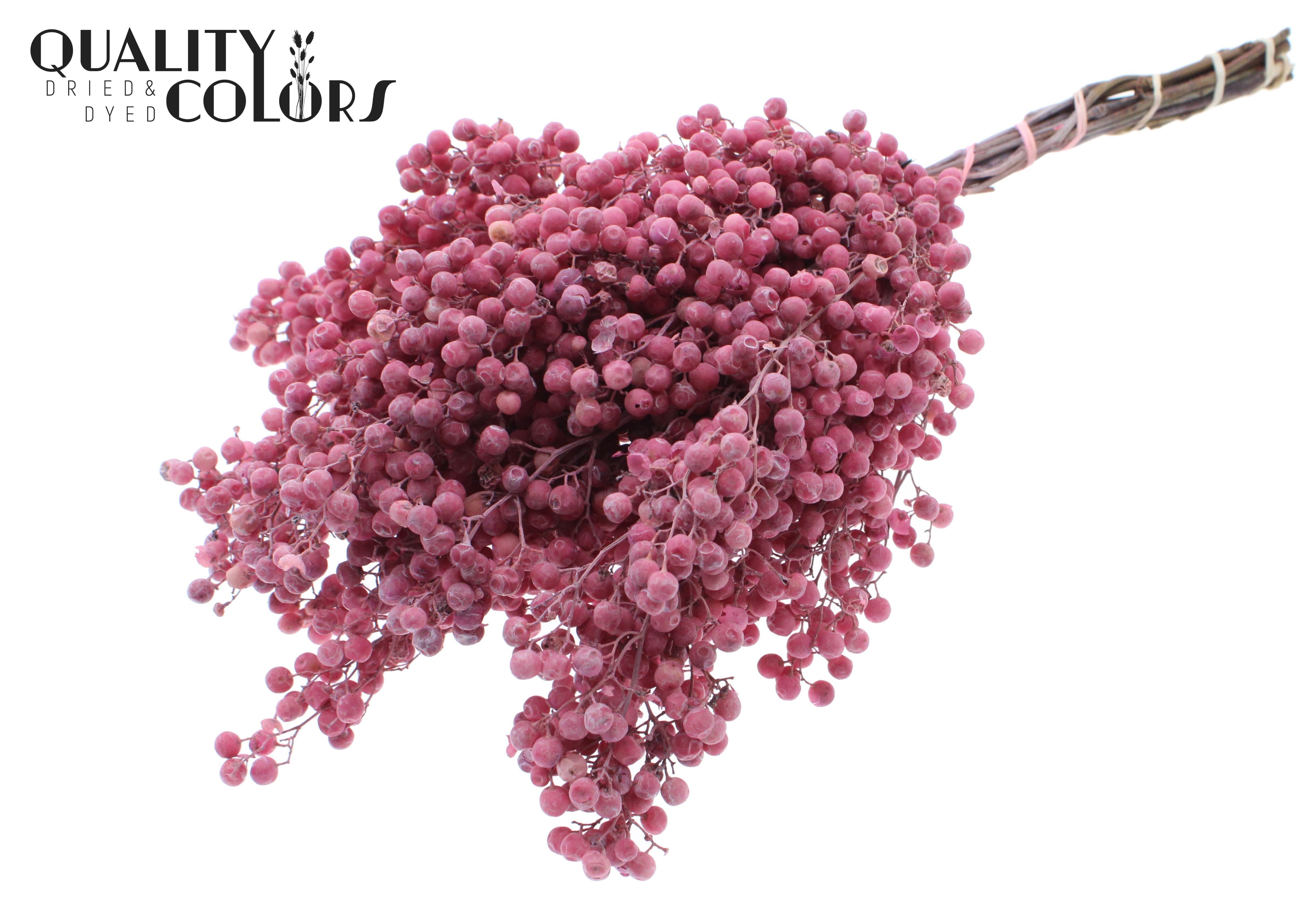 Schinus Mollis Frosted Pink Per Bunch