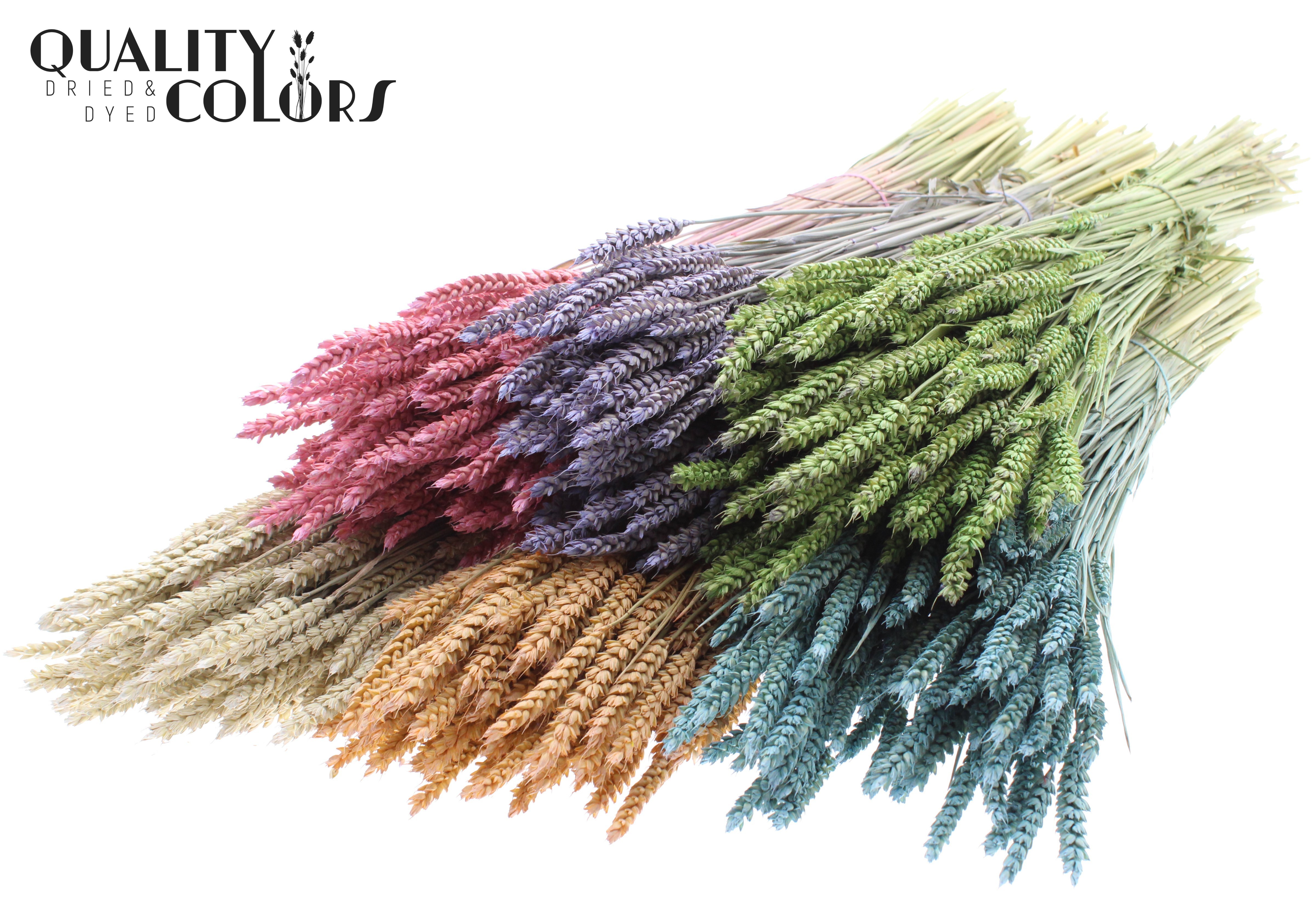 Triticum Frosted Mix Per Bunch 60cm