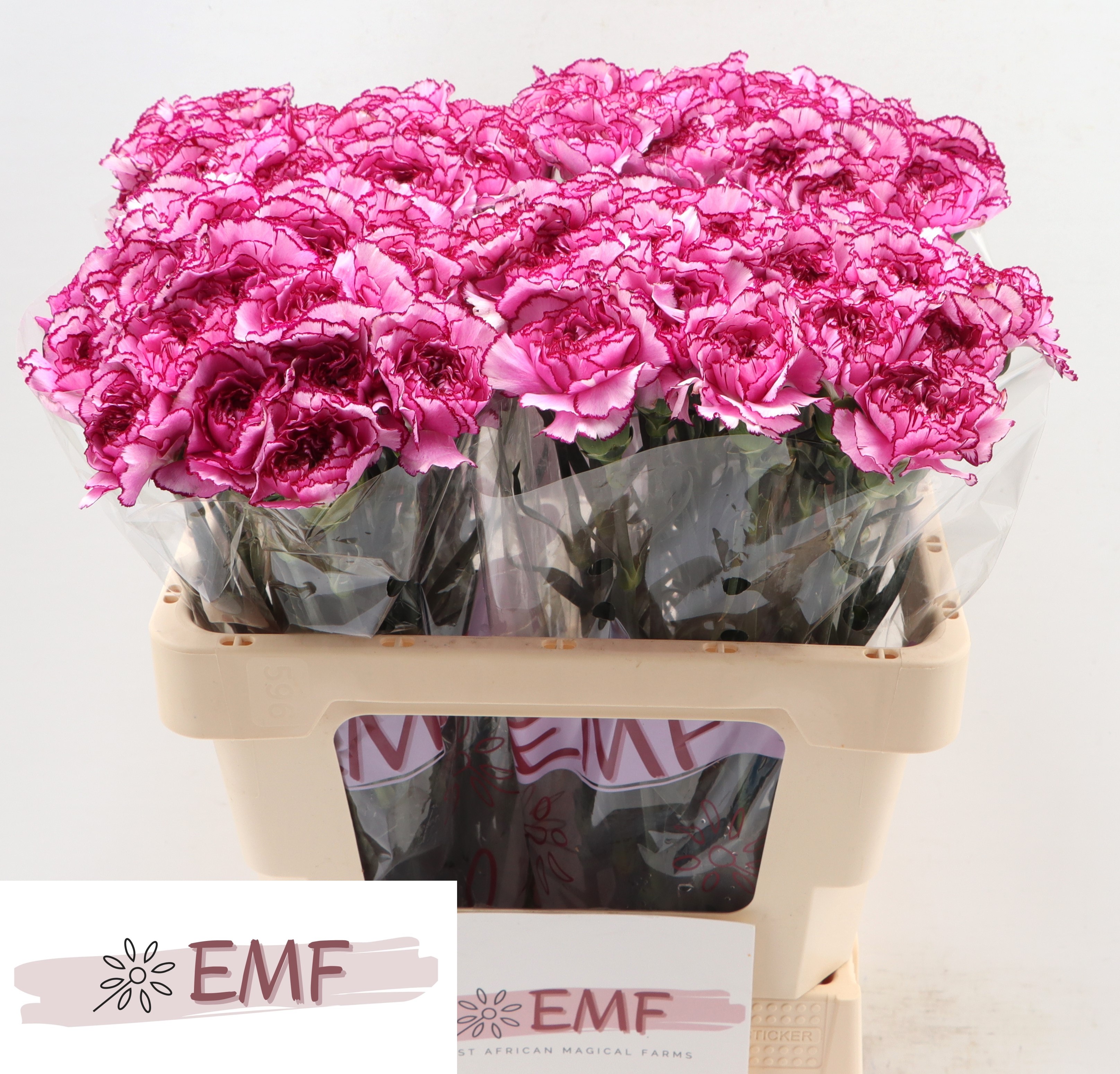 Dianthus Single Royal Damascus 55cm