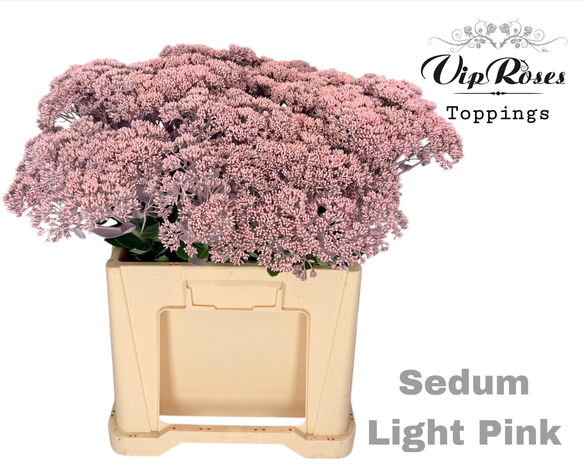 Sedum Light Pink 55 cm