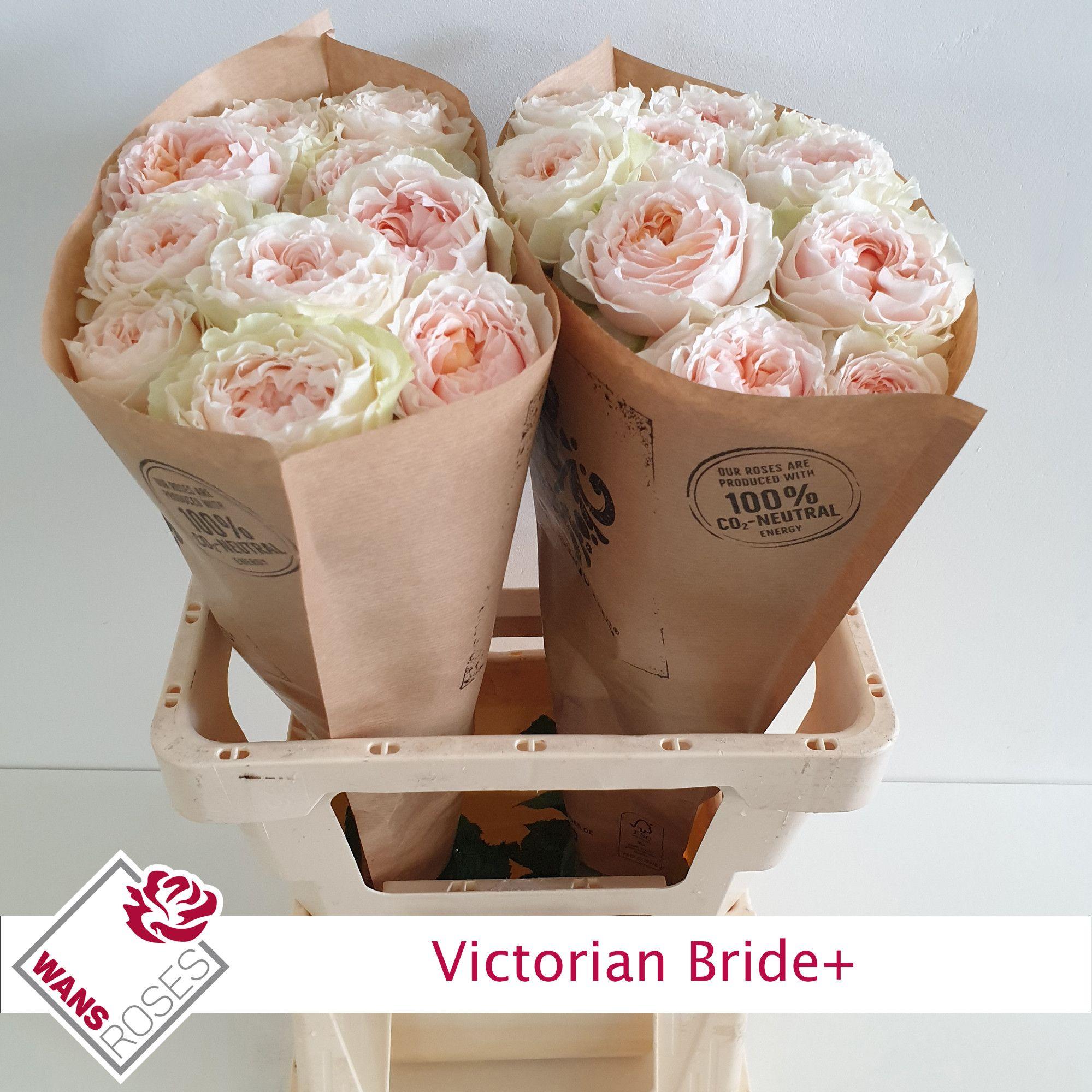 R Gr Victoria Bride+ 60 cm