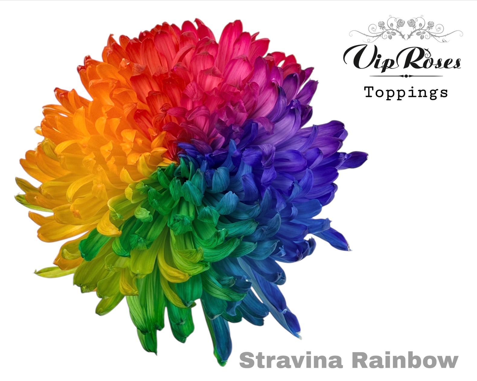Chr G Stravina Rainbow 65 cm