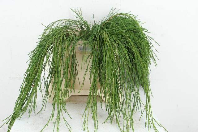 Coniferen Green 50cm