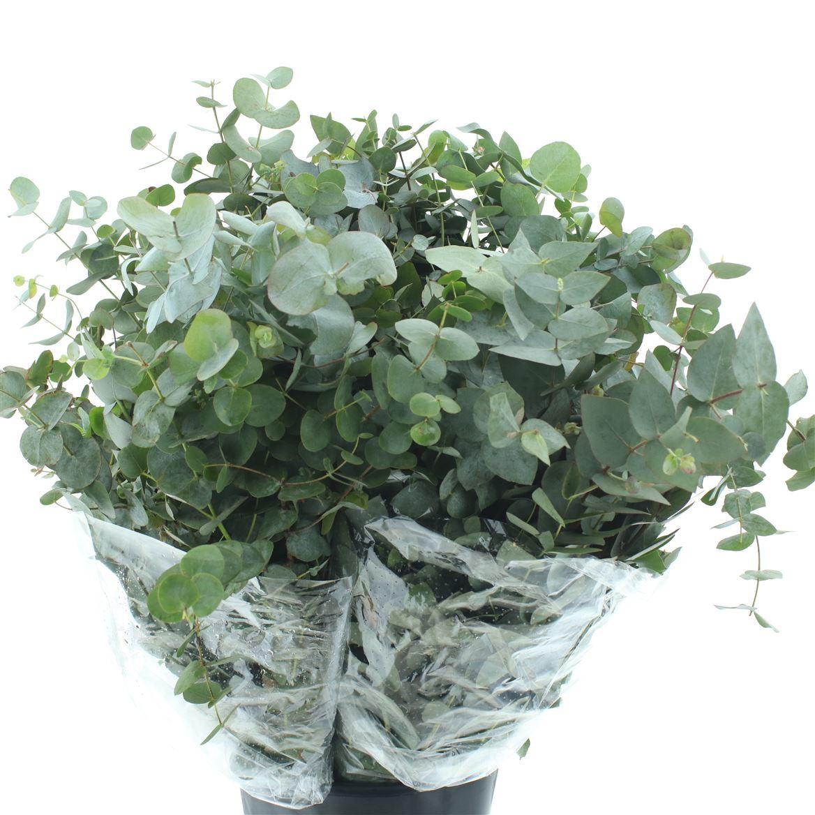 Euca Cinerea Long 200grams