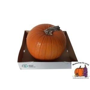 Cuc Maxima Halloween