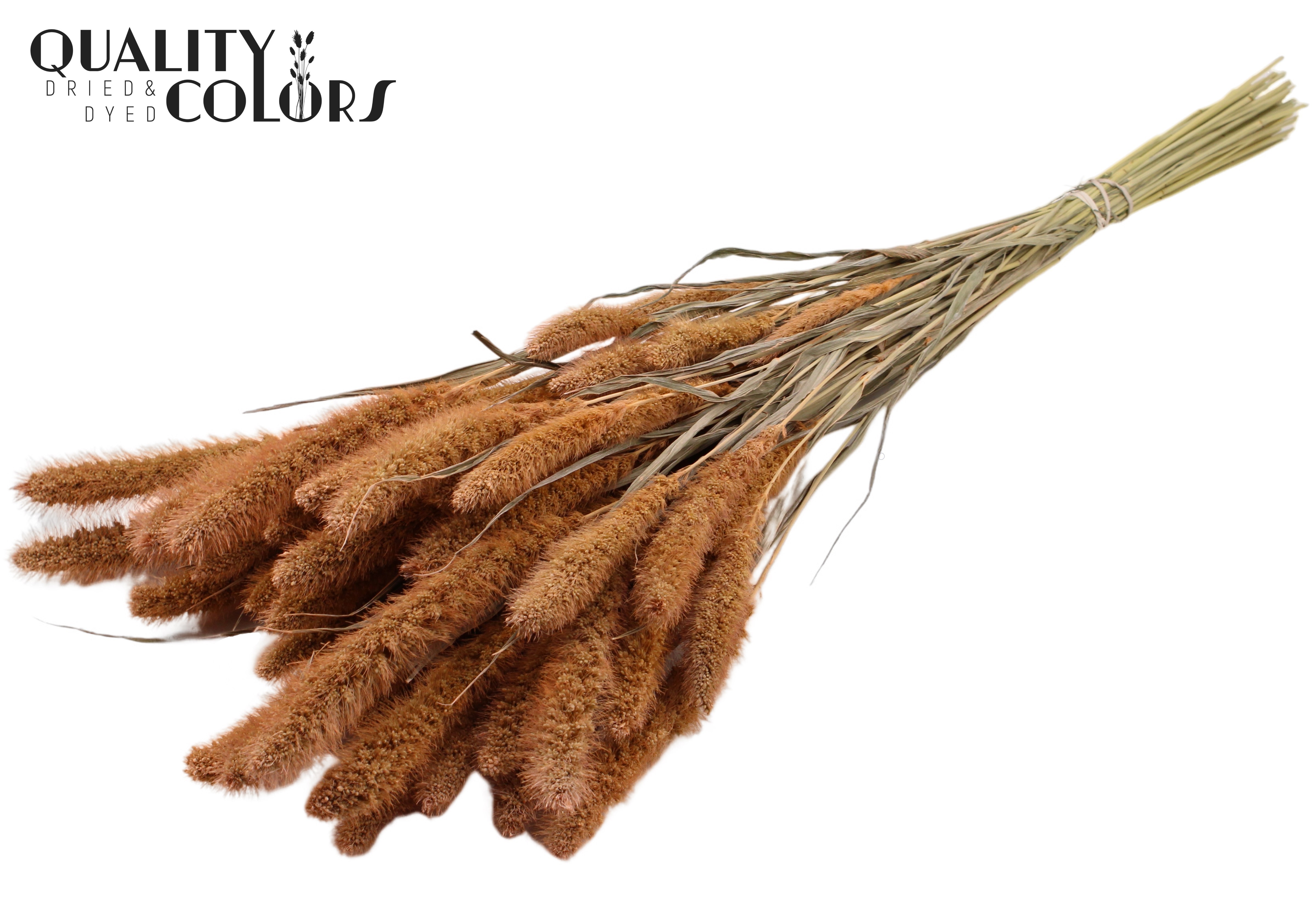 Setaria Frosted Salmon Per Bunch 70cm