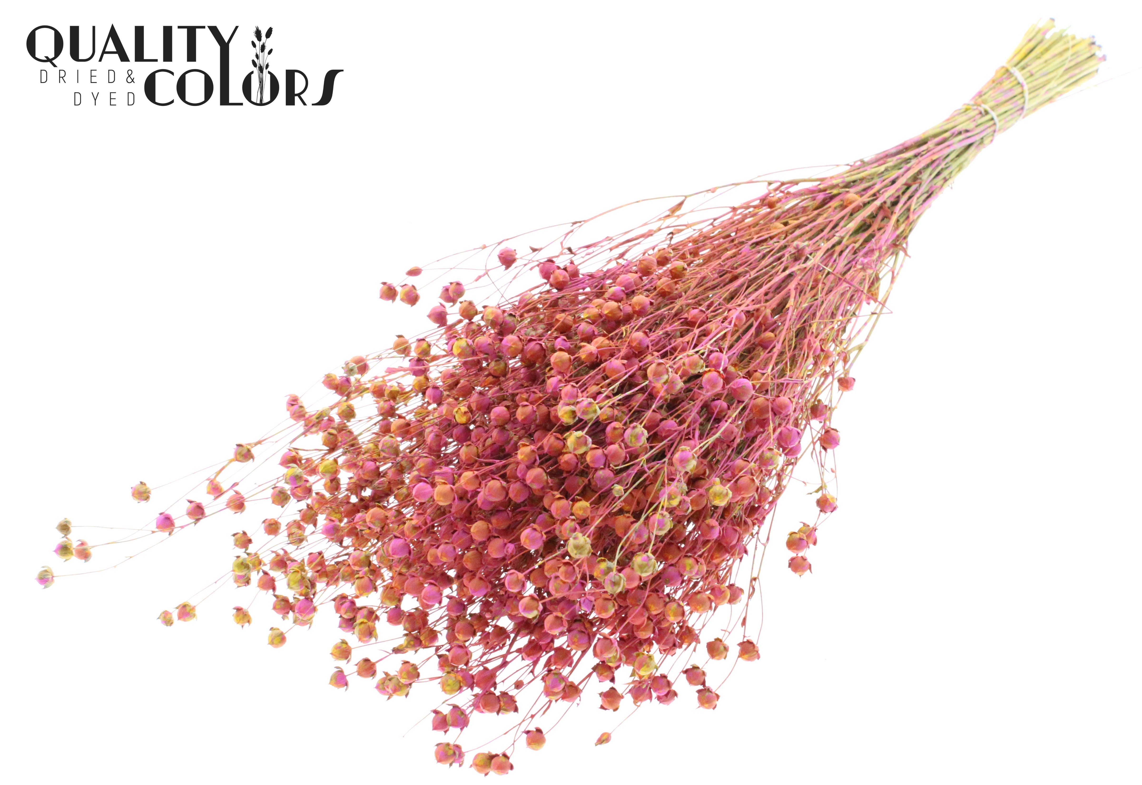 Lino Flax Cerise Per Bunch 50cm