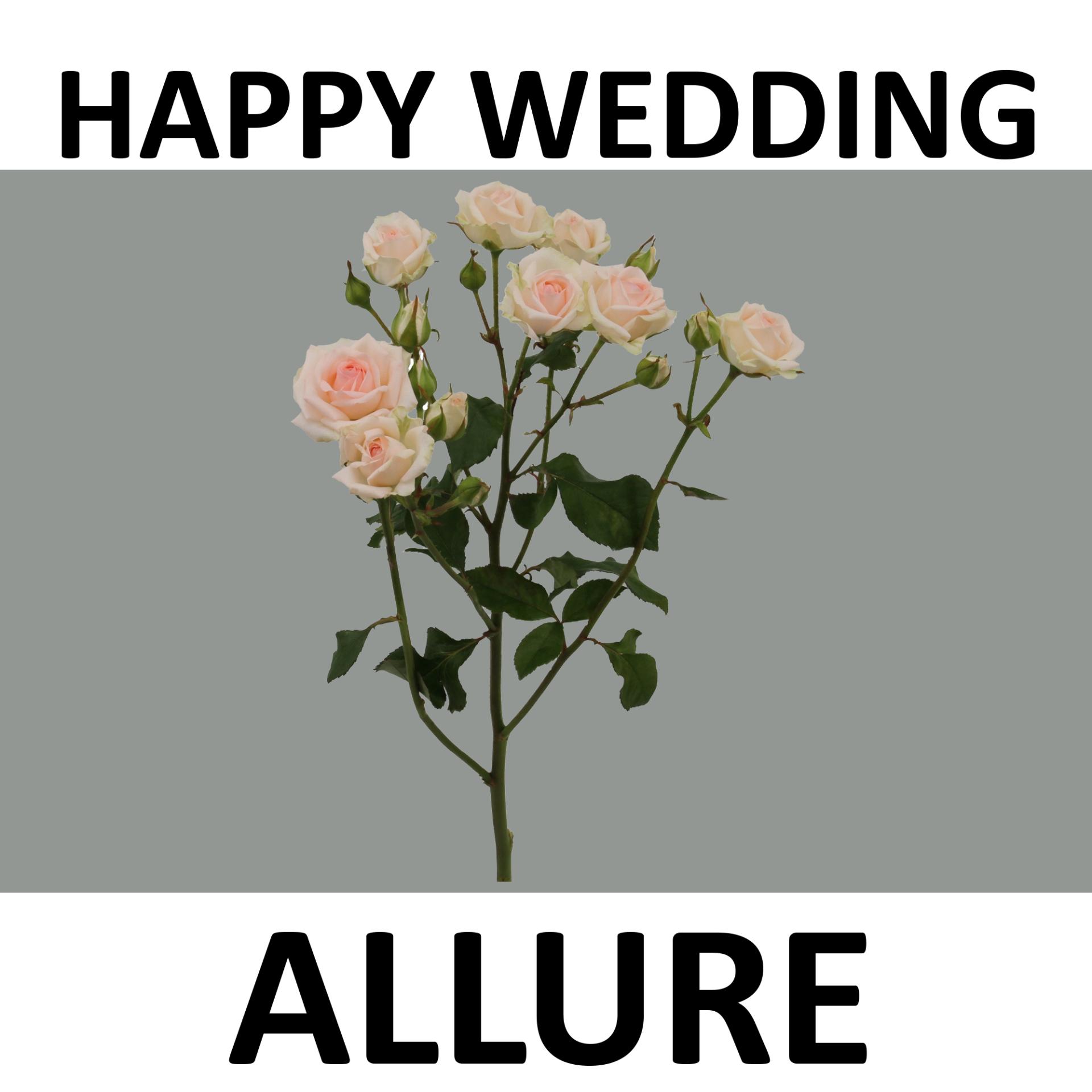 R Tr Happy Wedding 40cm