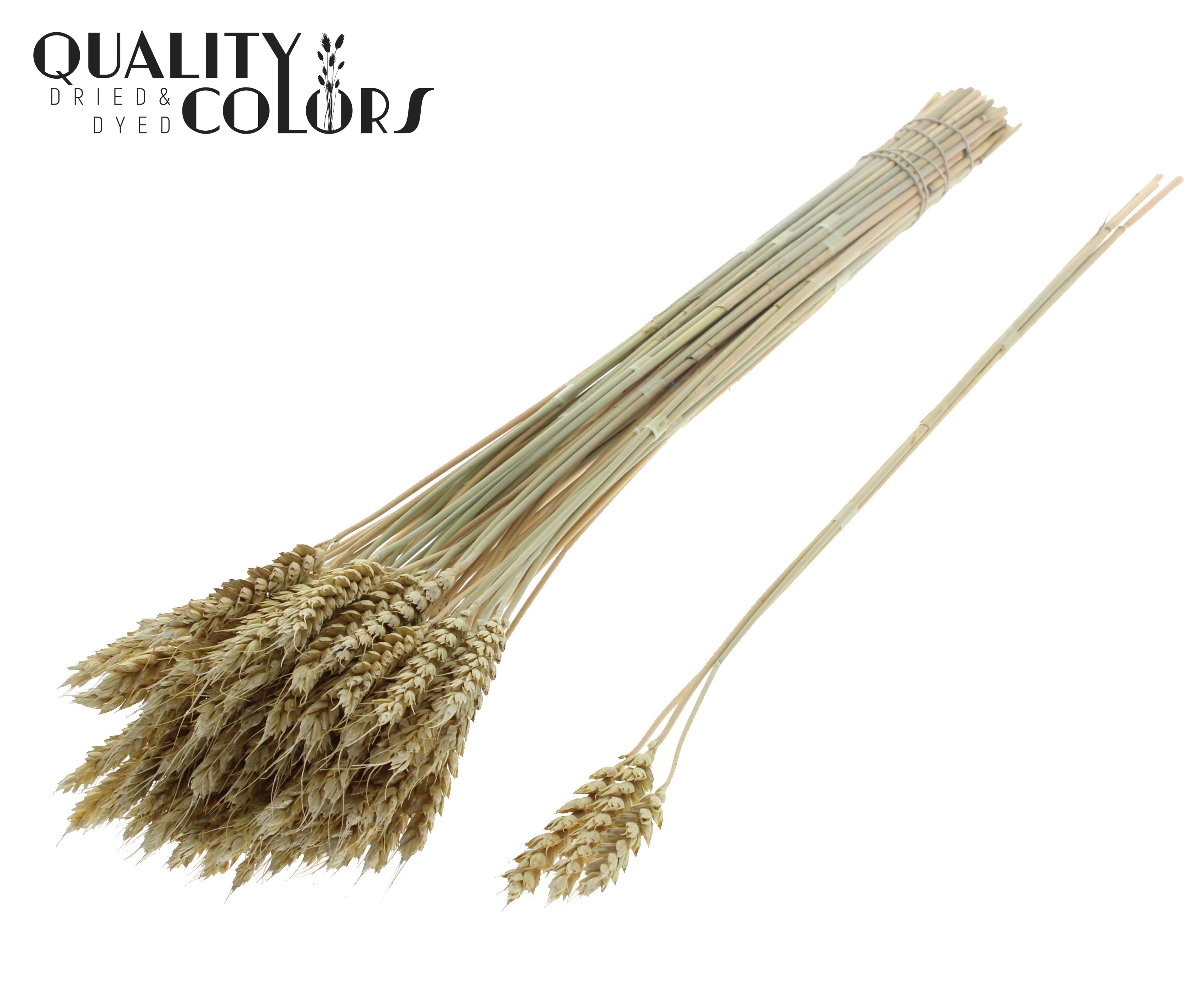 Triticum Tuft Frosted Light Yellow 55cm