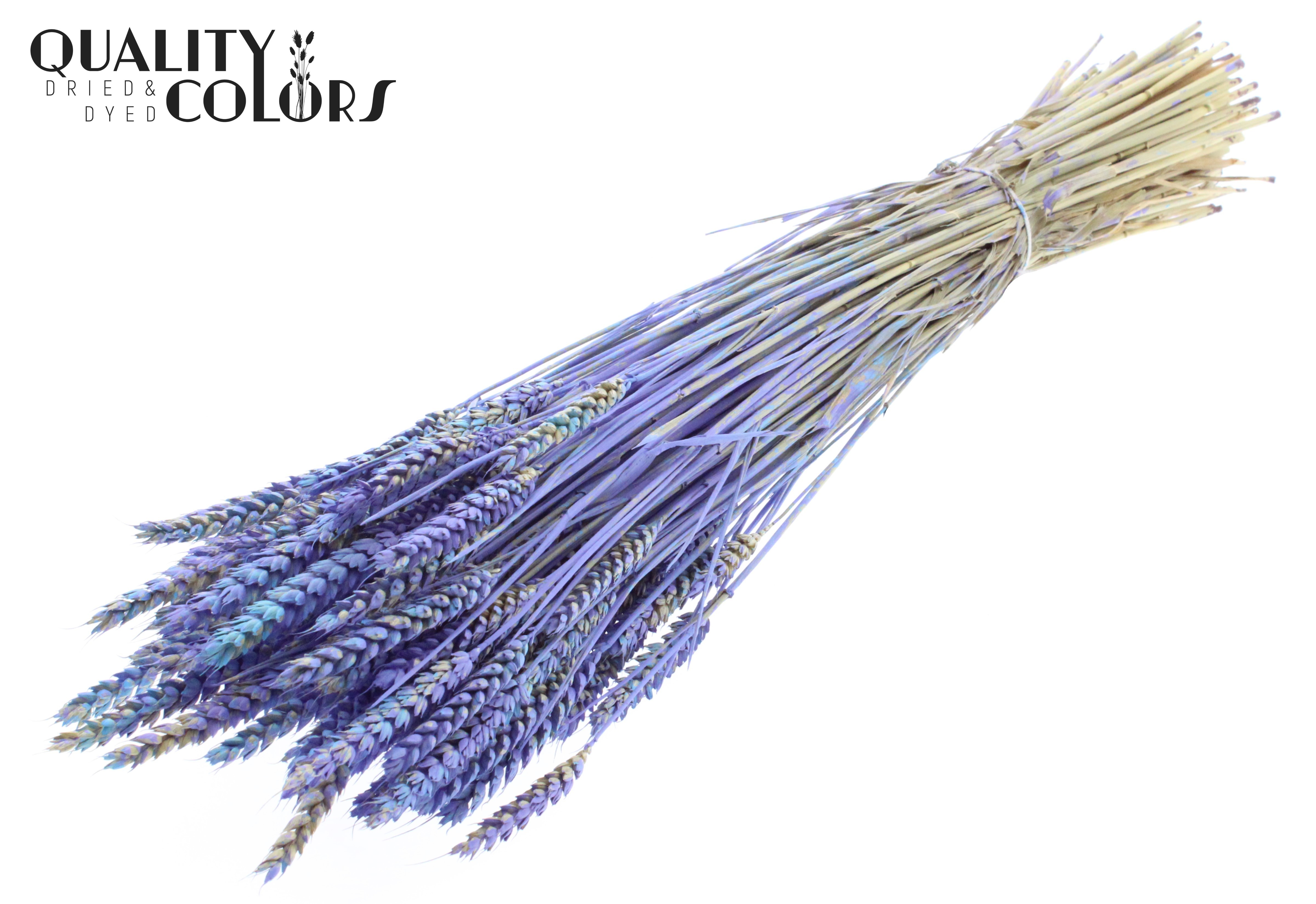Triticum Light Blue Per Bunch 60cm