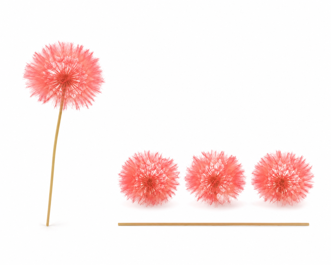 Dried Bleached Dandelion Red